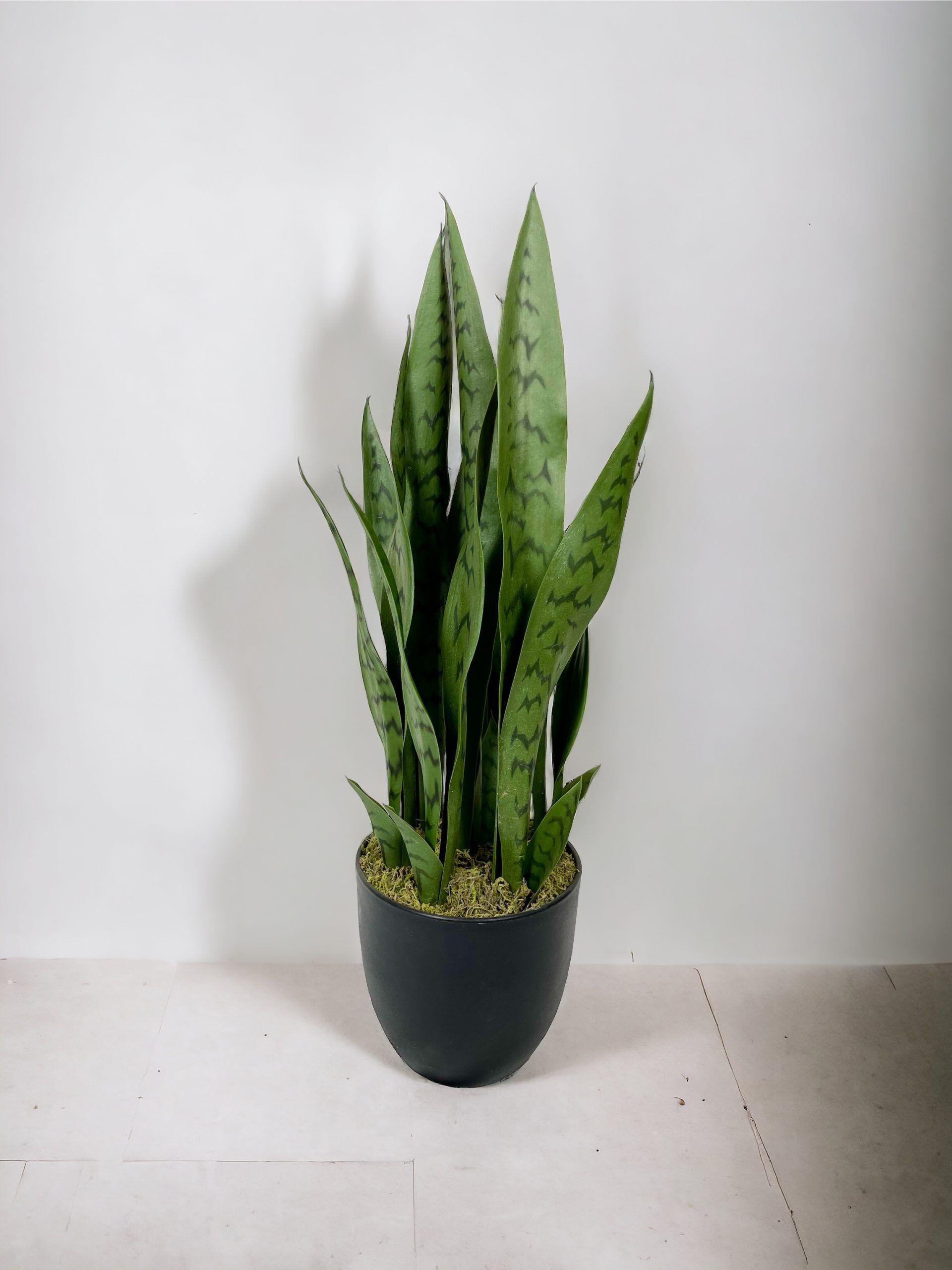 Planta Sansevieria Verde 60cm-2