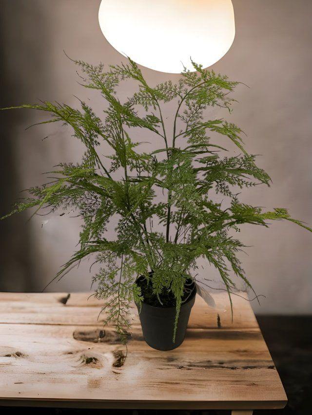 Helecho Esparagus 46cm Artificial | Estilo Natural para Interiores y Vitrinas-3