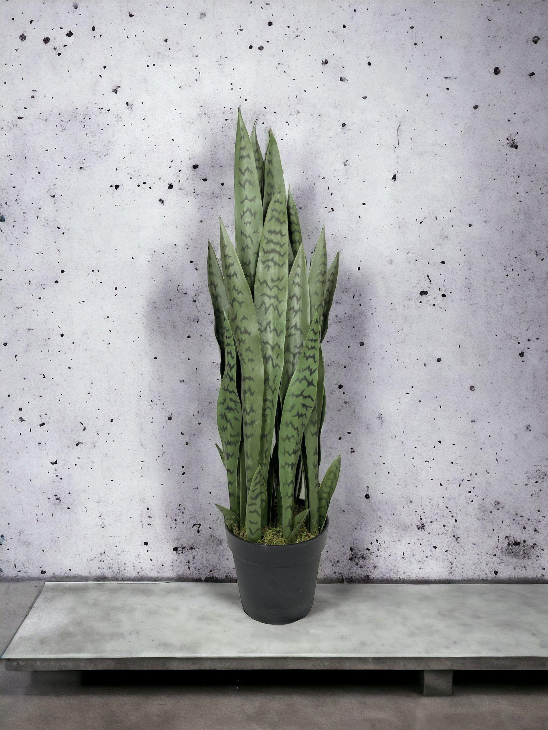 Planta Sansevieria Verde 90cm-3