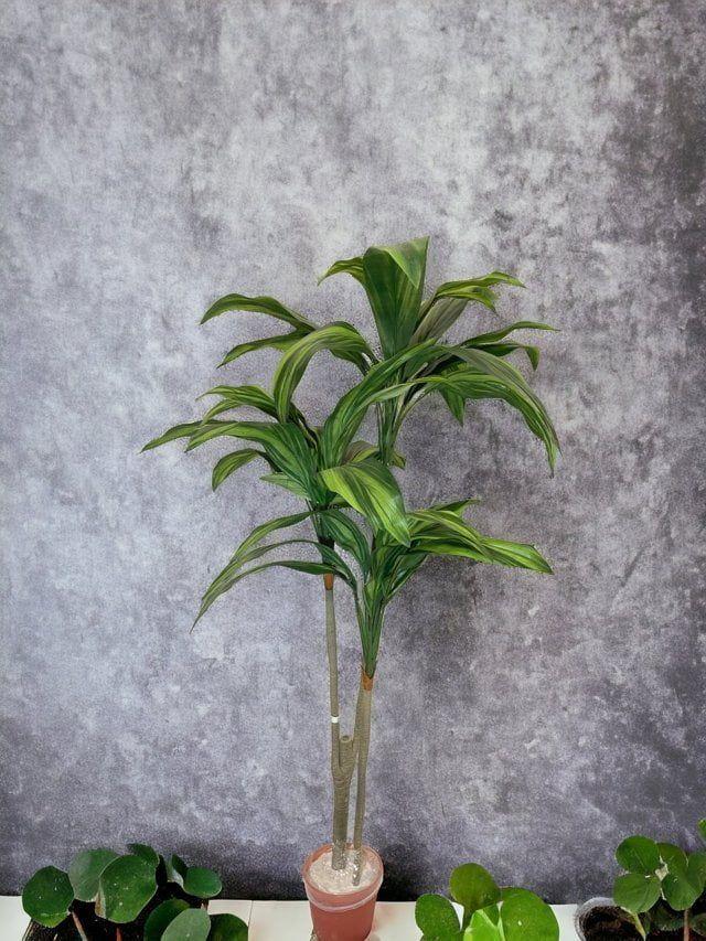 Arbusto Dracena 120cm Artificial | Estilo Natural para Interiores y Vitrinas-2