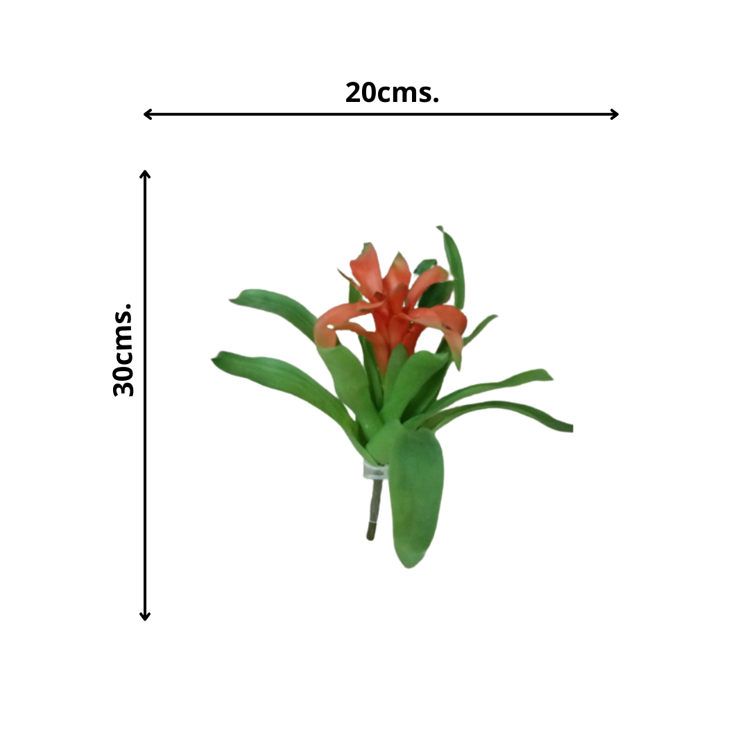 Rama Bromelia 30cm-2