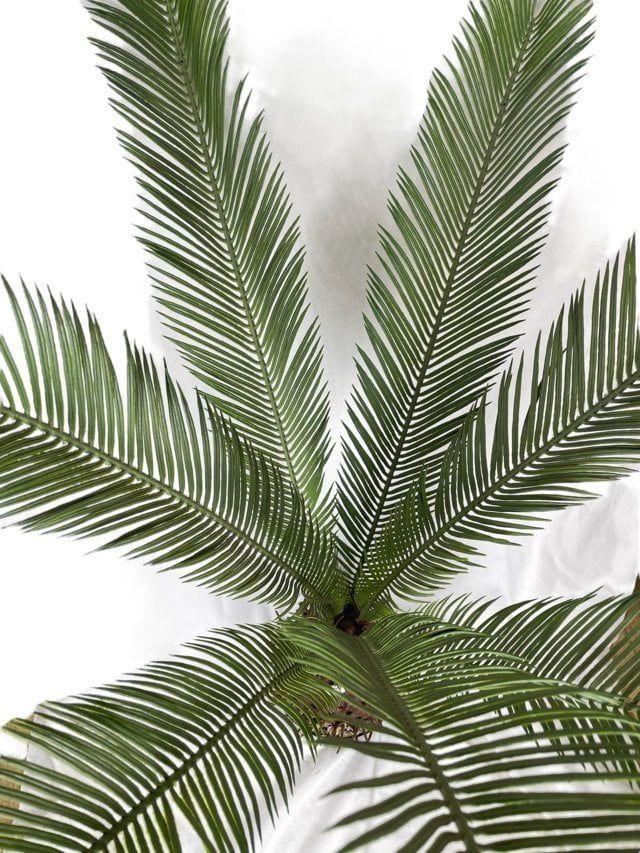 Palmera Cyca 110cm Artificial | Estilo Natural para Interiores y Vitrinas-2
