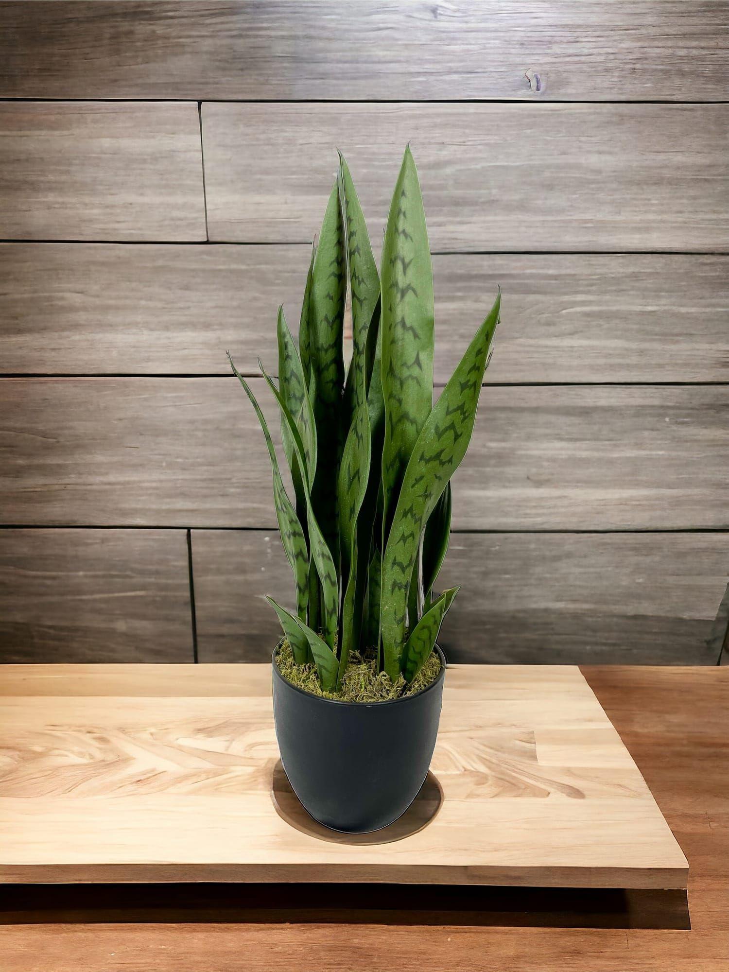 Sanseviera Verde de 69cm Artificial | Estilo Natural para Interiores y Vitrinas-3
