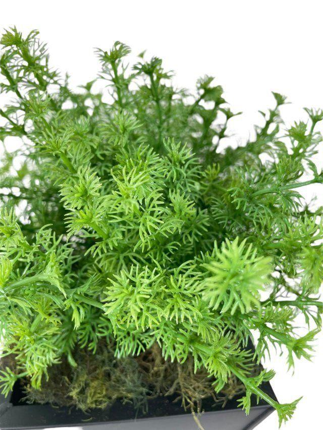 Arreglo De Arbusto Perejil 35cm Artificial | Estilo Natural para Interiores y Vitrinas-2