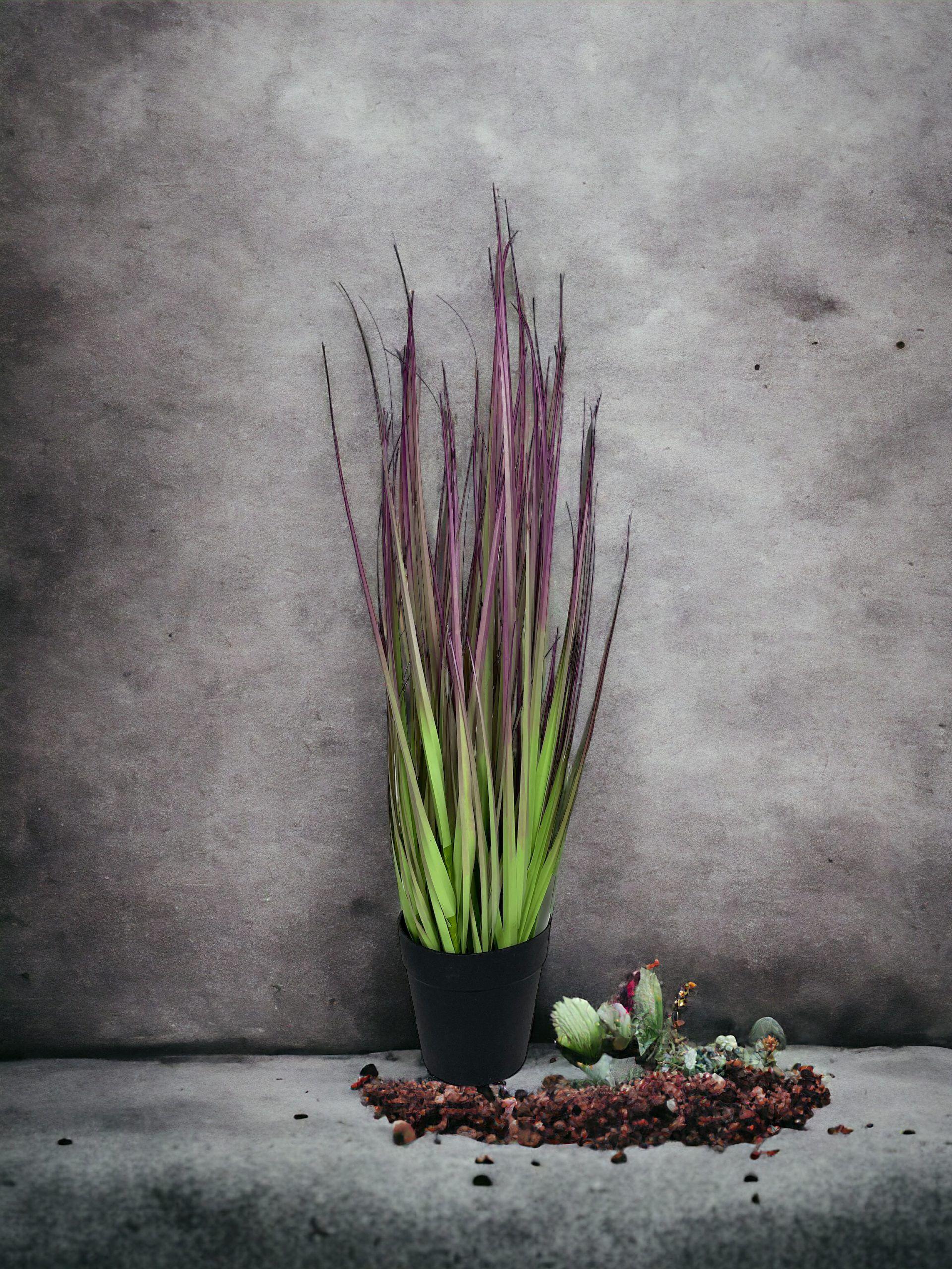 PLANTA DECORATIVA COREL PASTO CEBOLLA MORADO 53CM-2