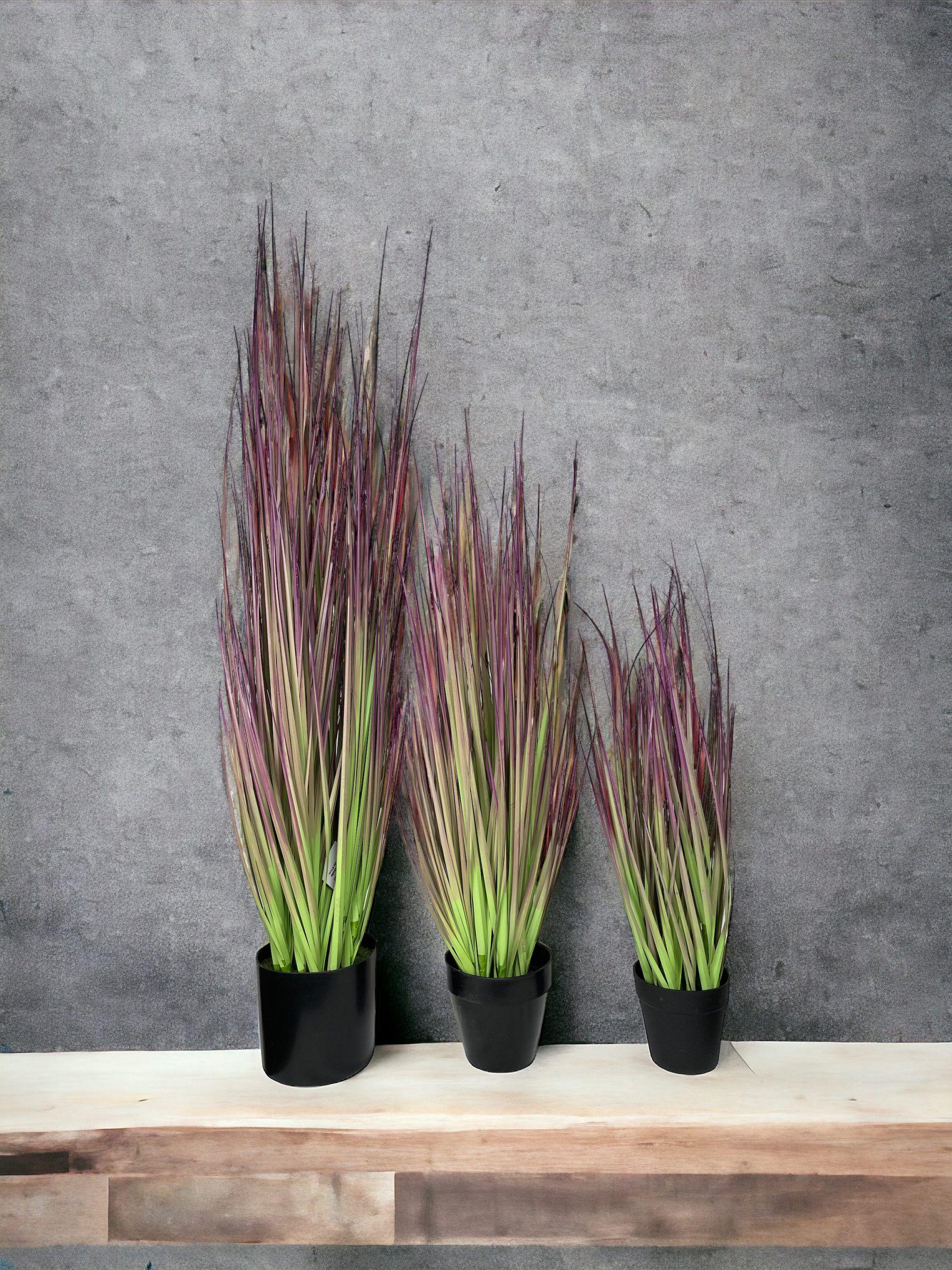 PLANTA DECORATIVA COREL PASTO CEBOLLA MORADO 53CM-3