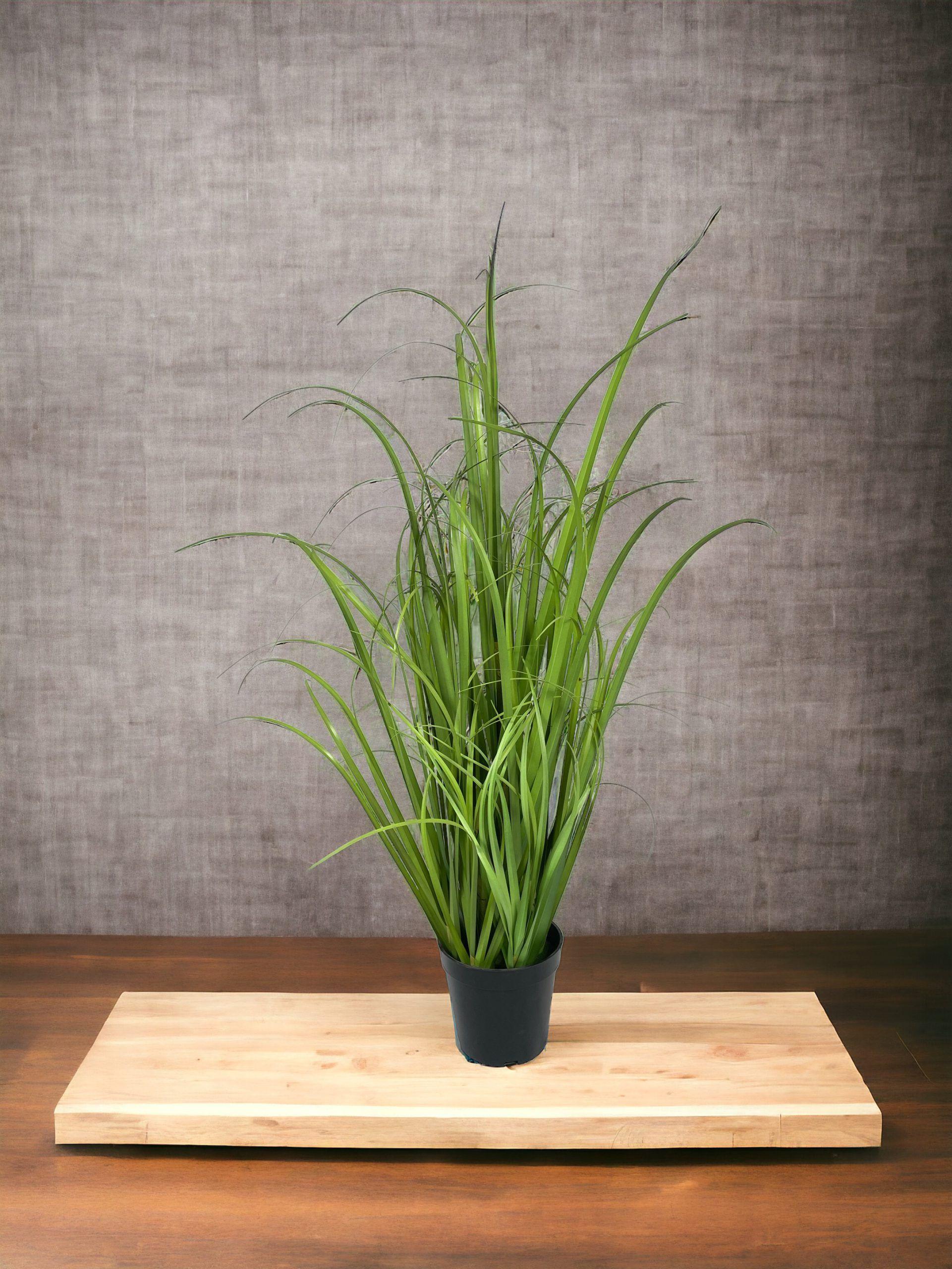 Planta Decorativa Pasto Crespo 91Cm-2