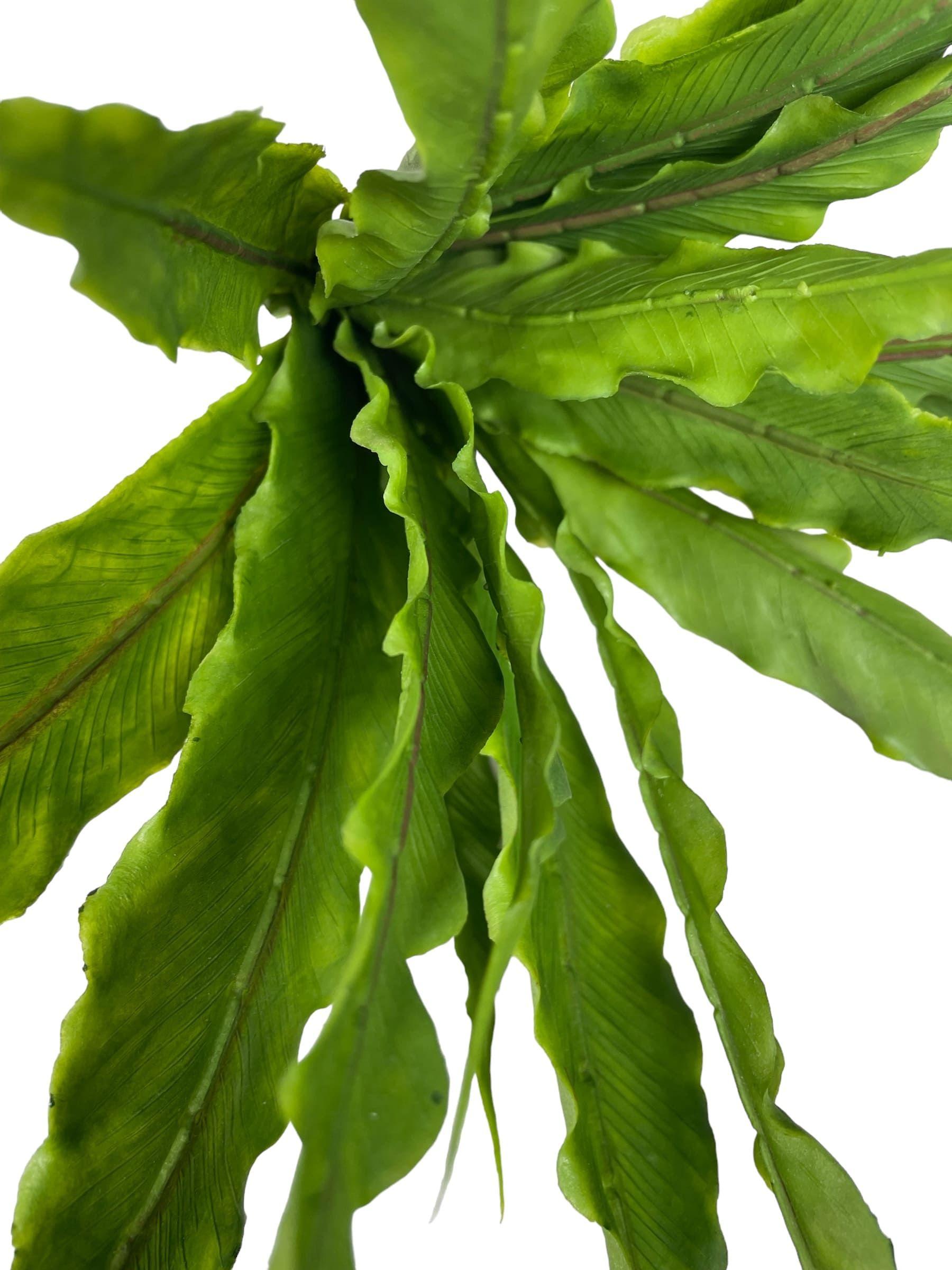 Helecho Nido de Pájaro 22cm Artificial | Estilo Natural para Interiores y Vitrinas-2