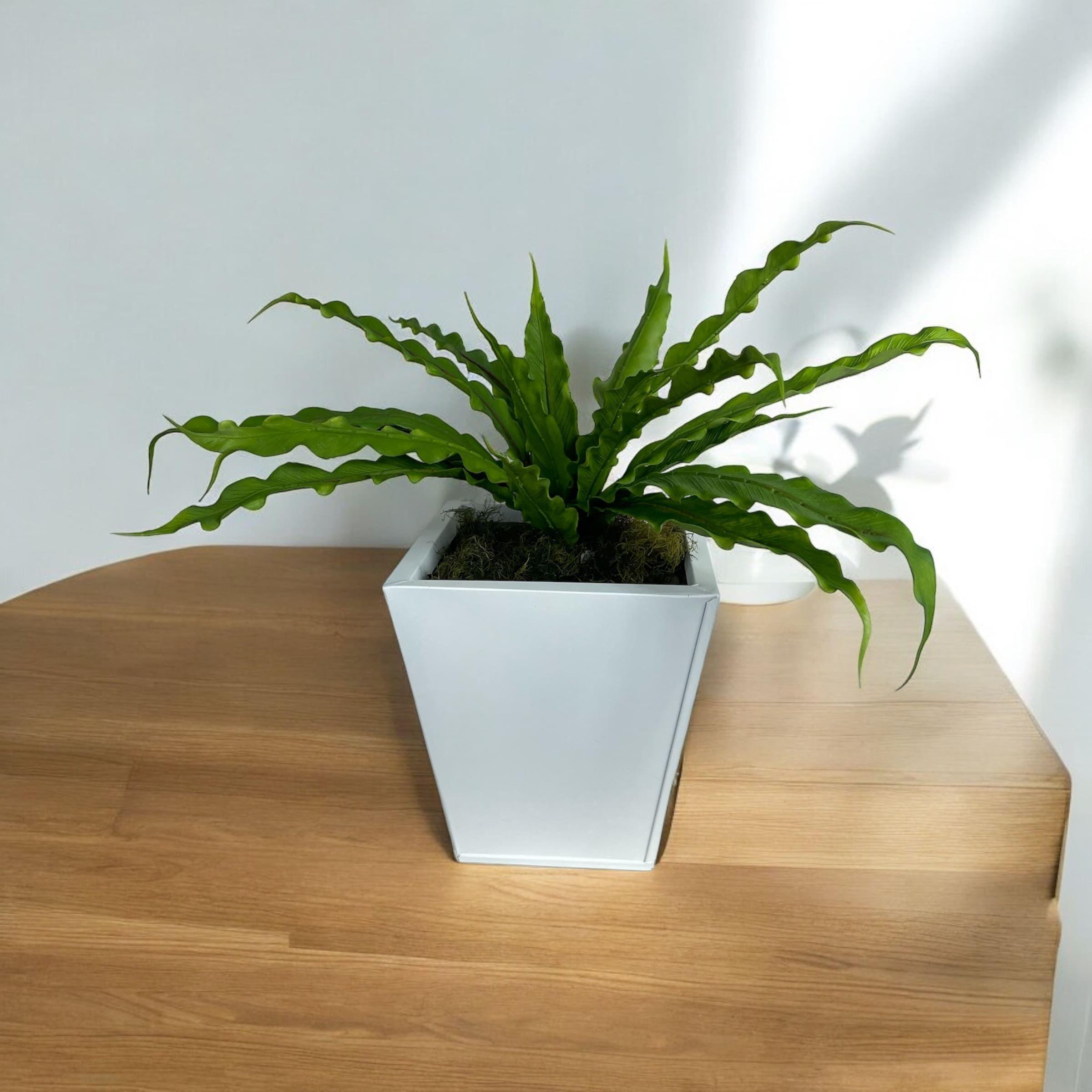 Helecho Nido de Pájaro 22cm Artificial | Estilo Natural para Interiores y Vitrinas-3