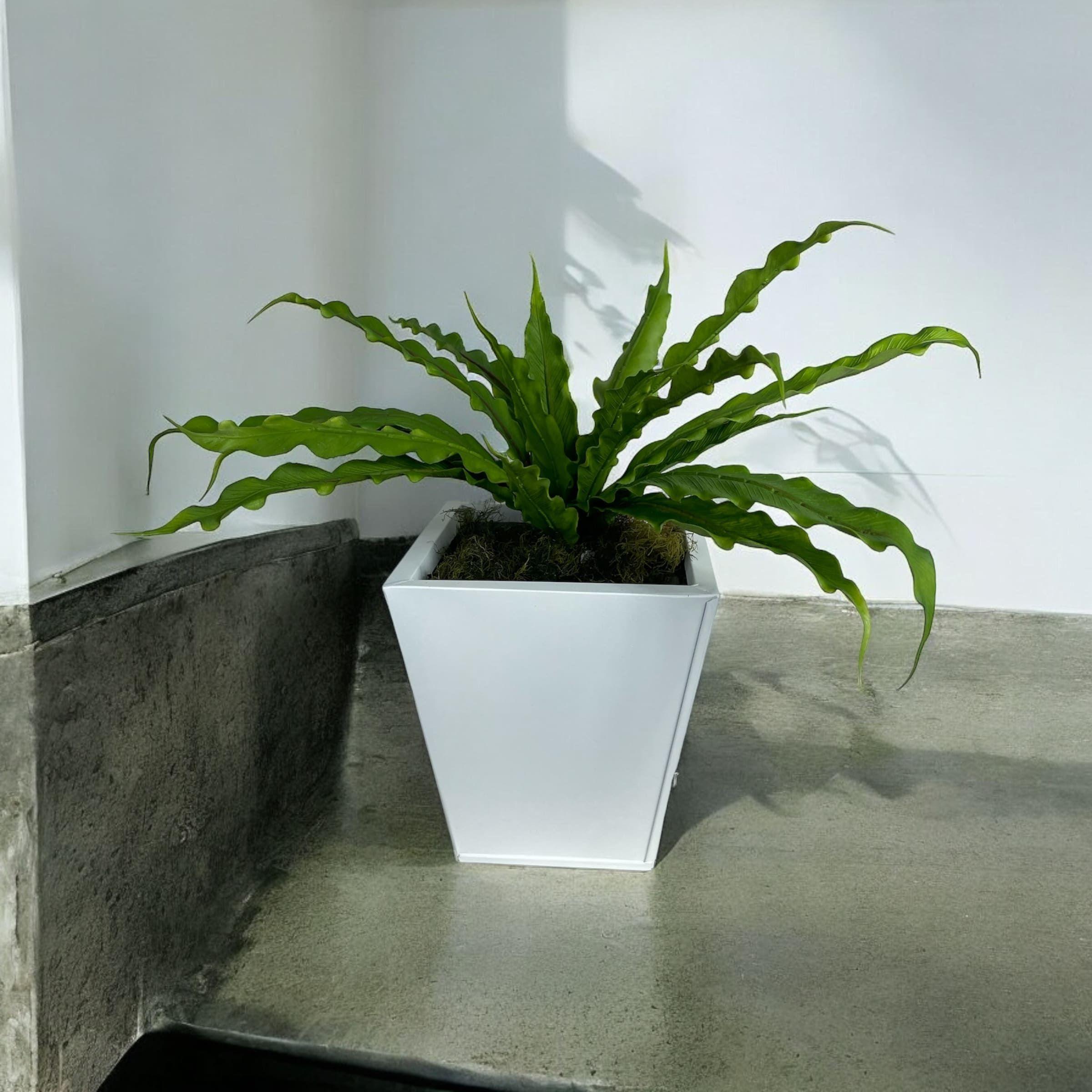 Helecho Nido de Pájaro 22cm Artificial | Estilo Natural para Interiores y Vitrinas-4