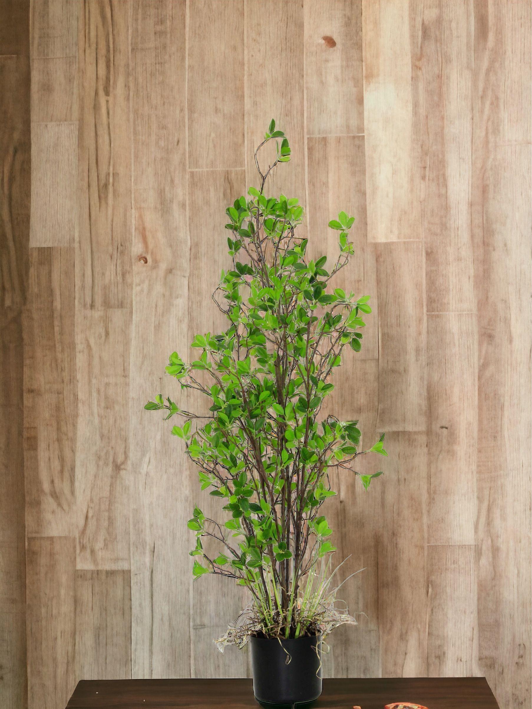 Planta Decorativa Arbusto Hoja Chica 120cm-3
