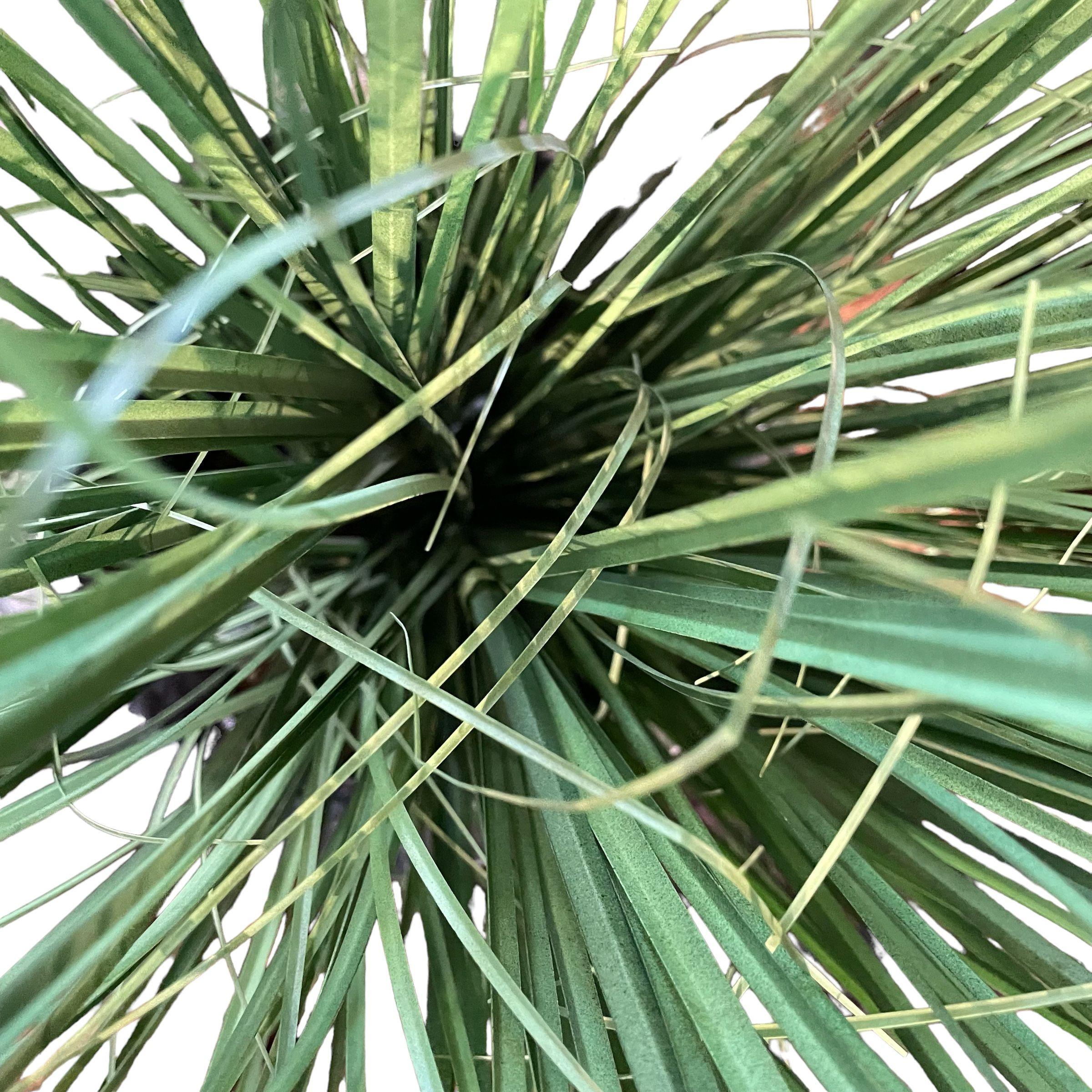 PLANTA DECORATIVA COREL PASTO CON CAIDA VERDE 90CM-2