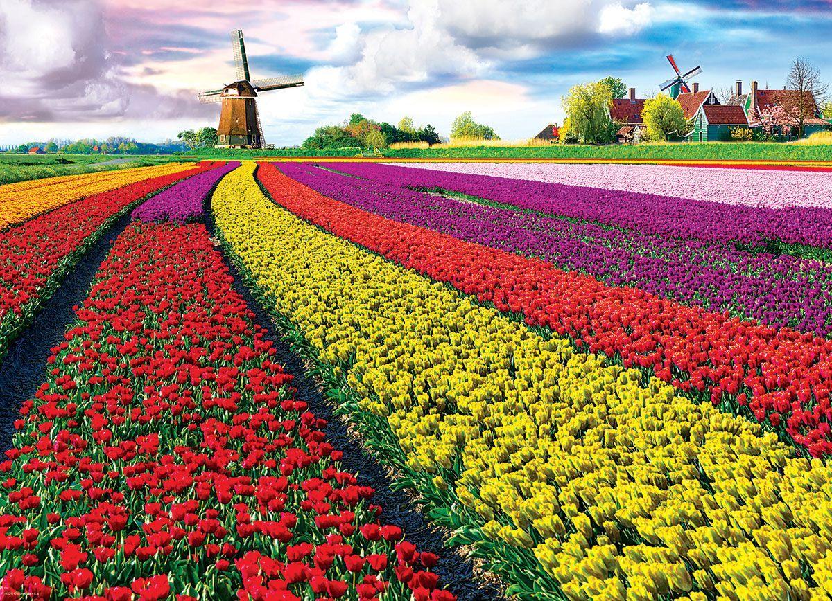 Campo De tulipanes, Holanda-1