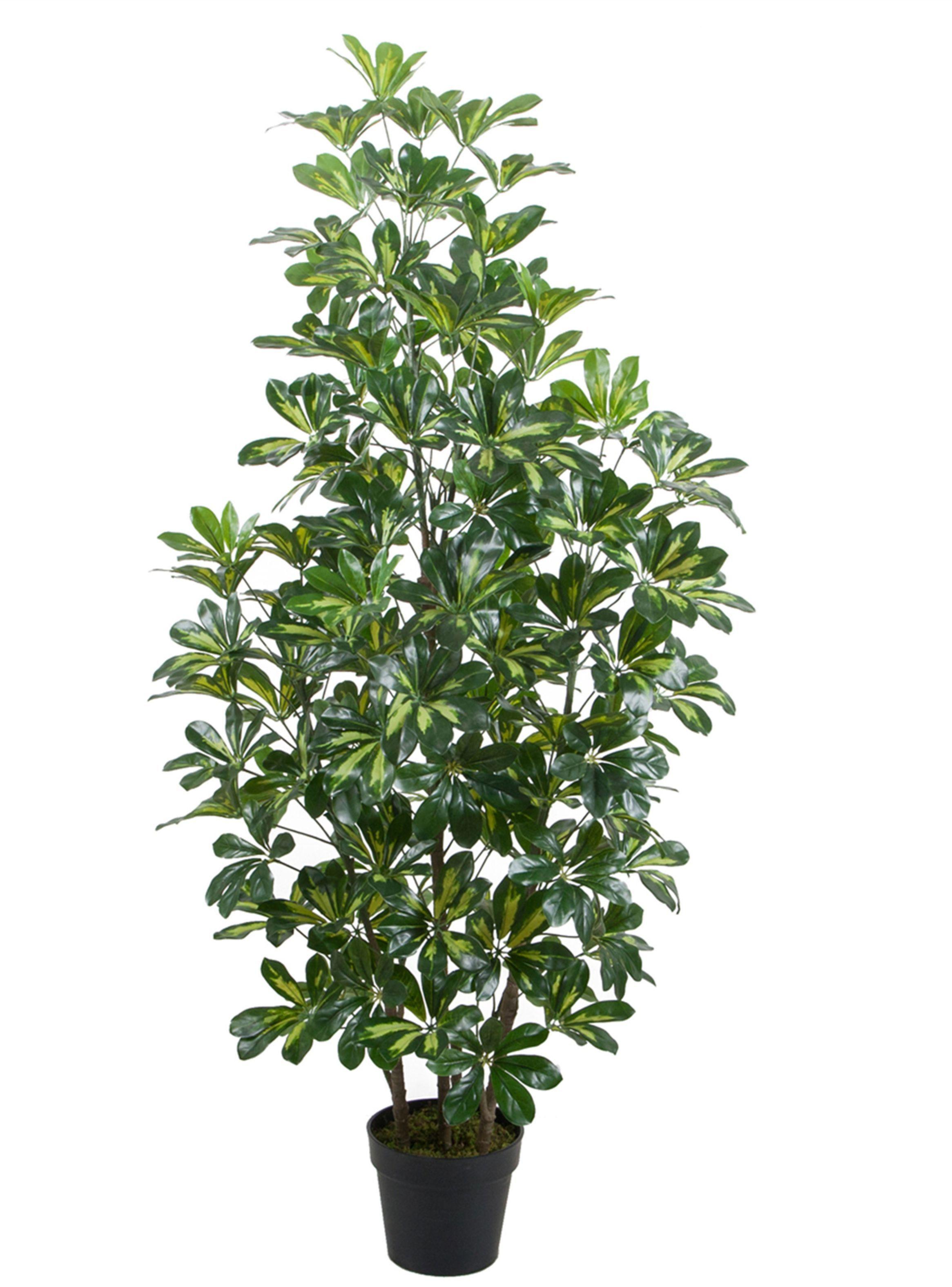 Cheflera hoja matizada de 150 cm-0