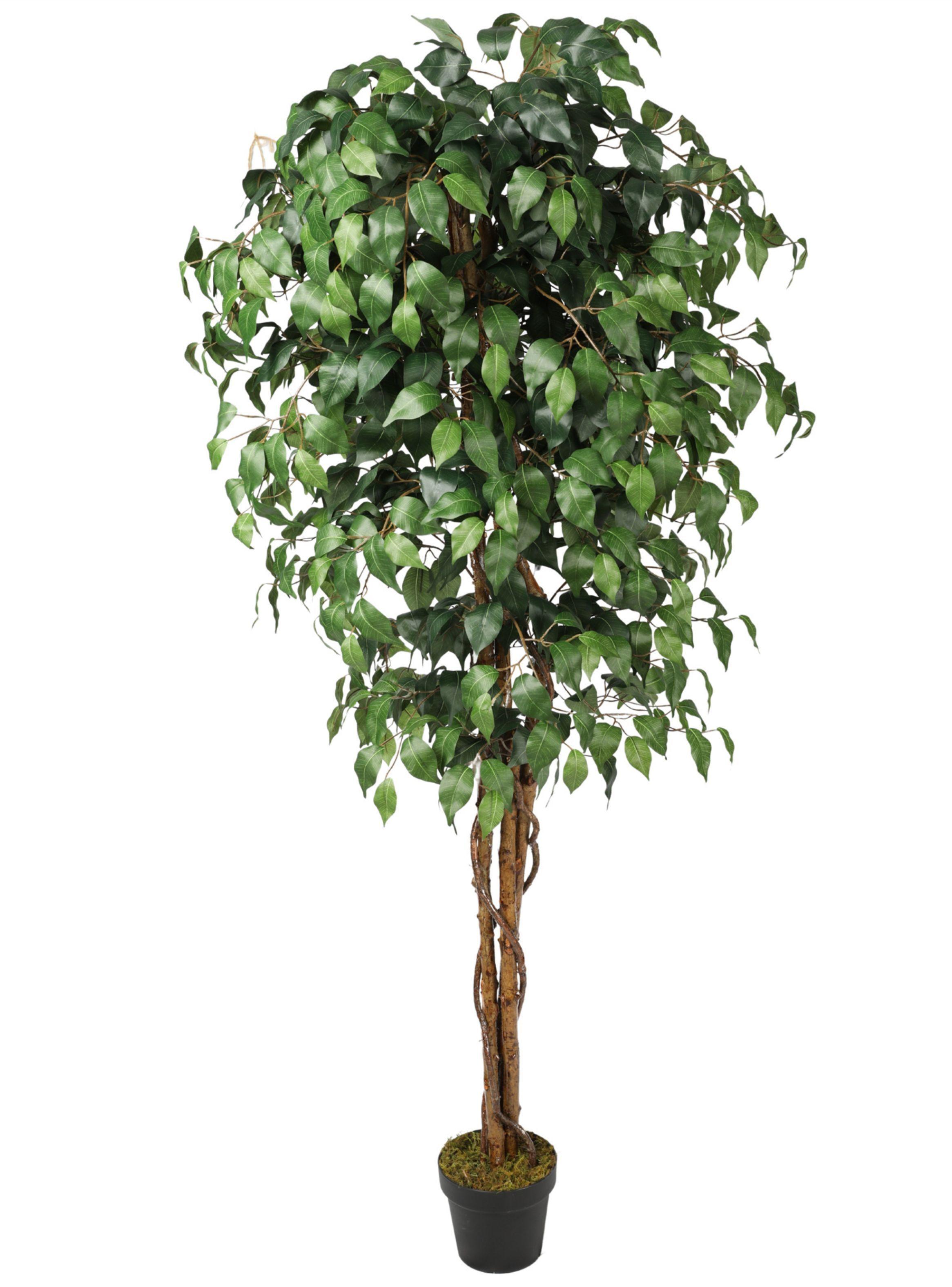 Ficus Benjamina de 180 cm con doble tronco de madera-0