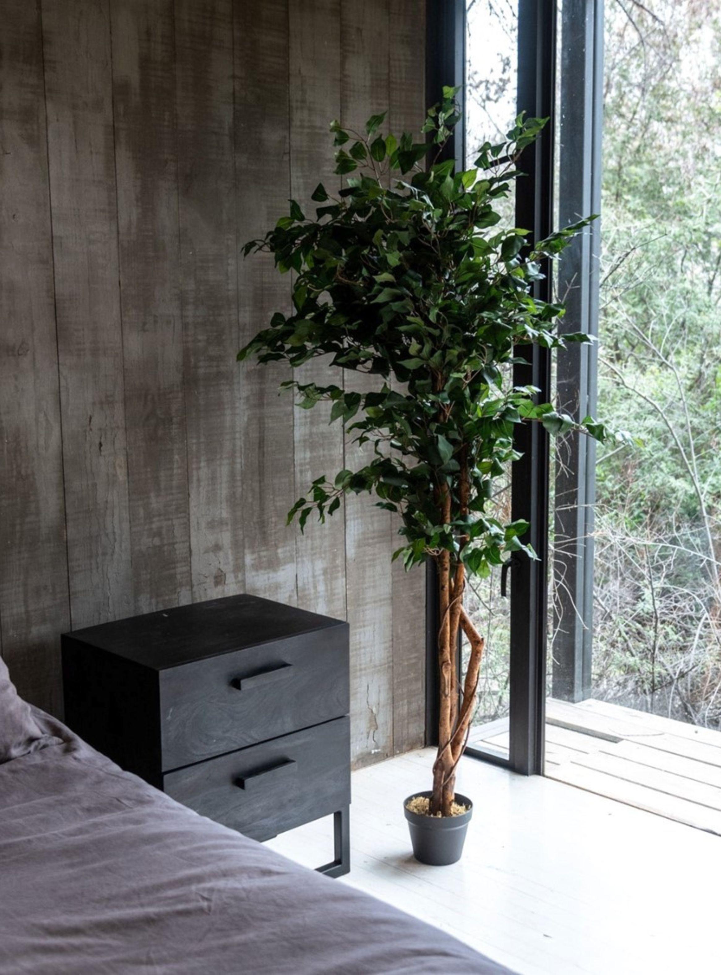 Ficus Benjamina de 180 cm con doble tronco de madera-1