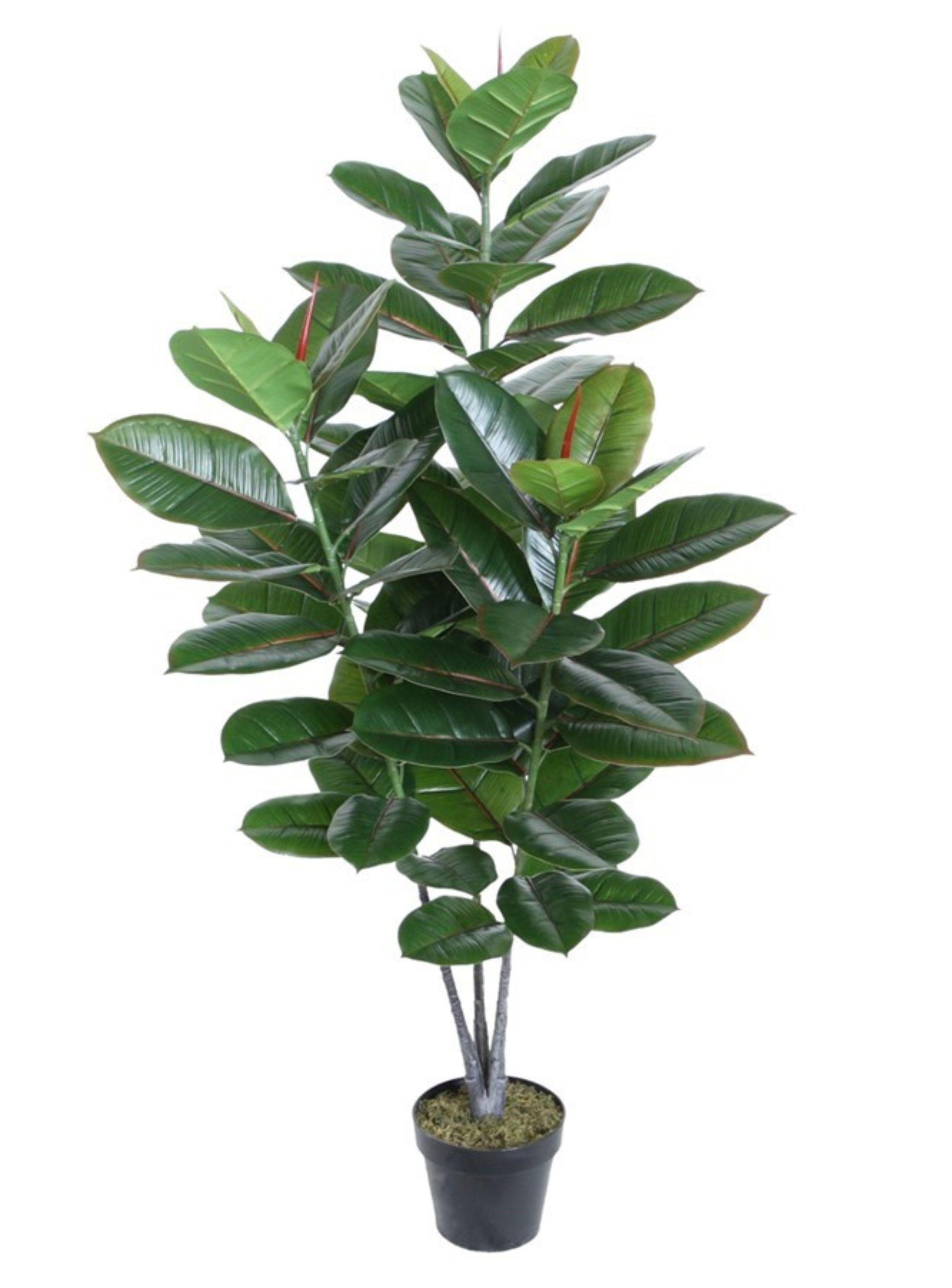 Ficus Elástica/Gomero de 130 cm-0