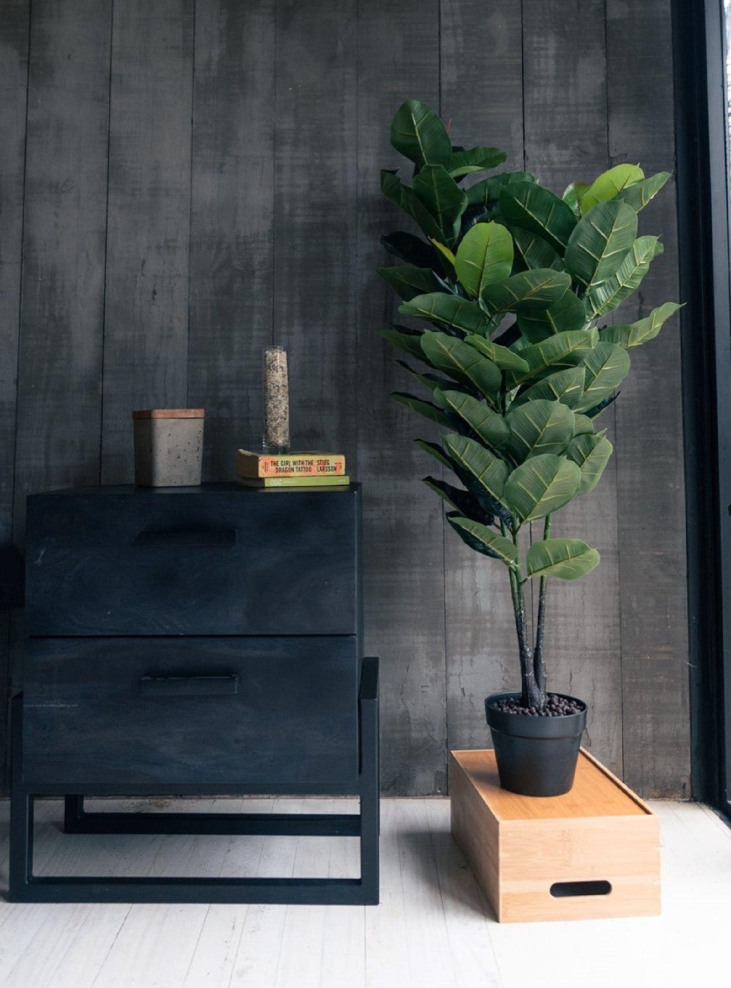 Ficus Elástica/Gomero de 130 cm-1