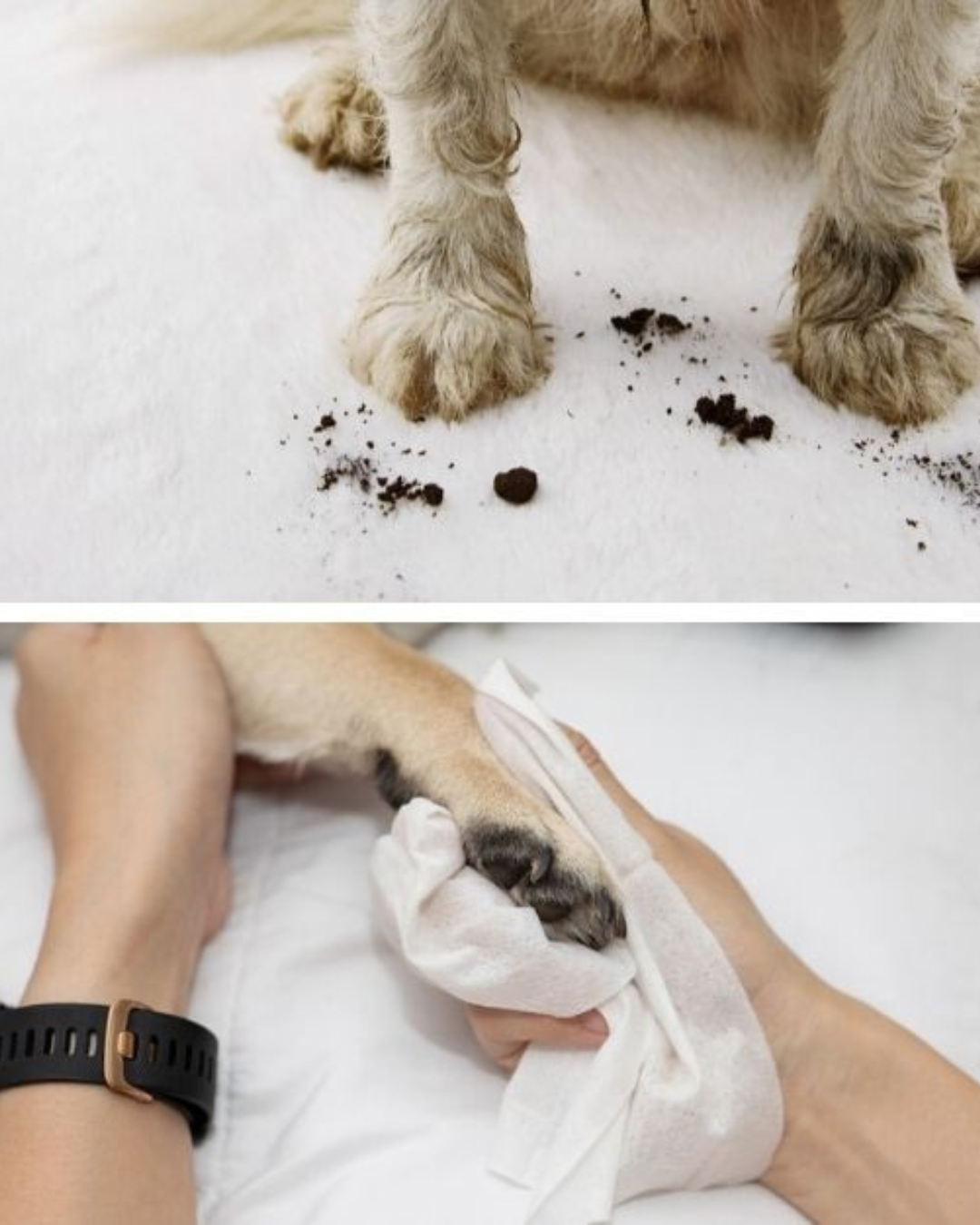 160 Un toallitas para humedecer ideales para el cuidado Limpieza y Aseo Mascotas NH2O Eco NAPKIN-2
