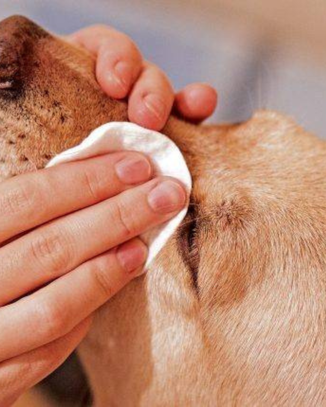 160 Un toallitas para humedecer ideales para el cuidado Limpieza y Aseo Mascotas NH2O Eco NAPKIN-3