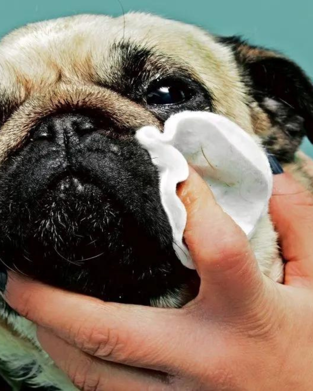 160 Un toallitas para humedecer ideales para el cuidado Limpieza y Aseo Mascotas NH2O Eco NAPKIN-4