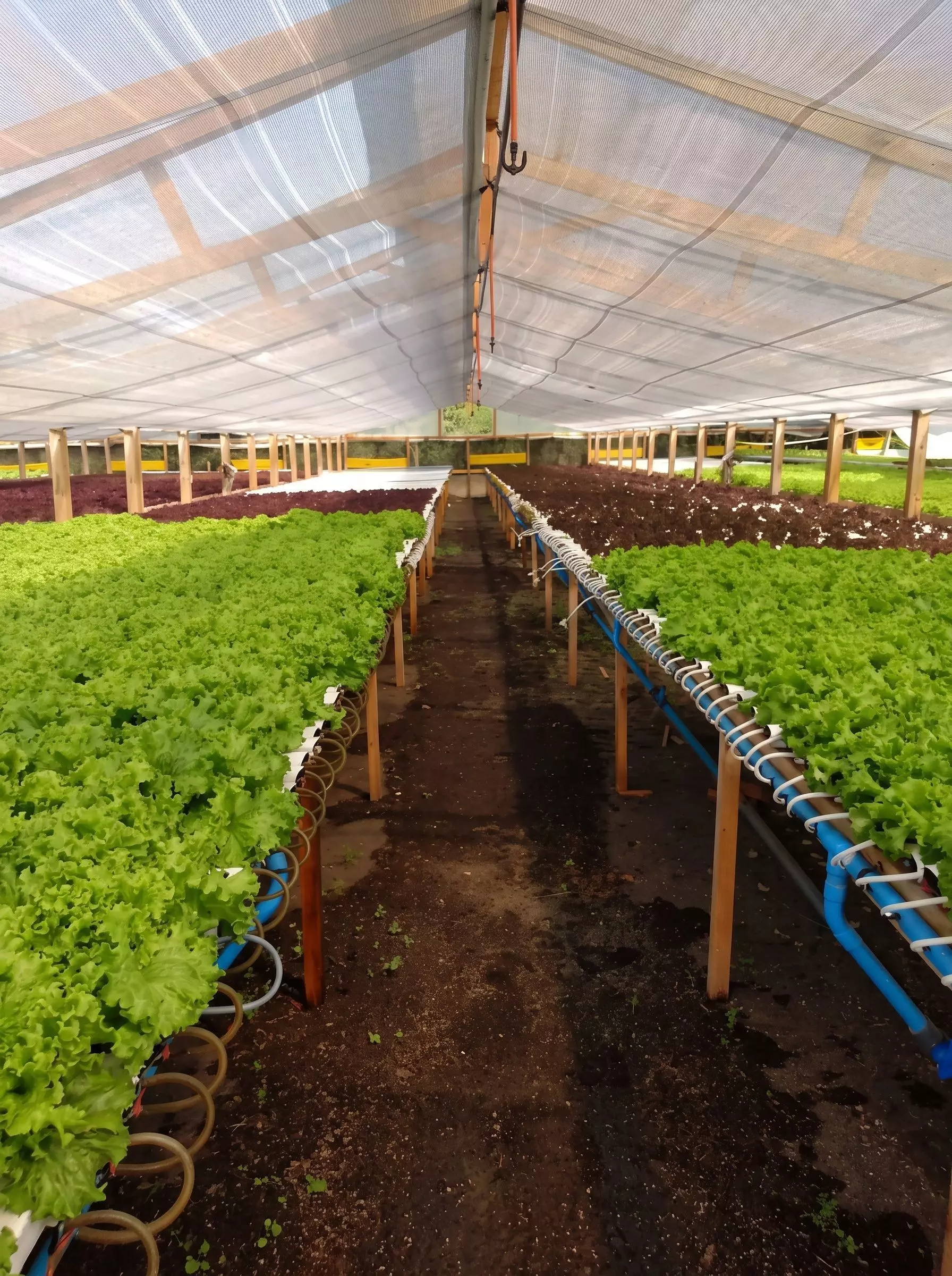 Sales nutritiva para Hidroponia A B para 1 000 litros-2