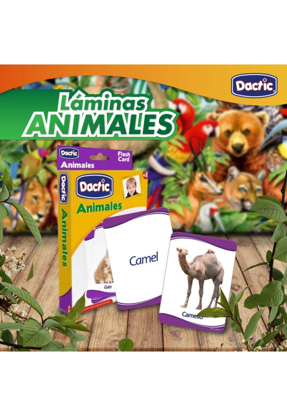 Animales del Mundo: Láminas Educativas para Conocer la Fauna-3