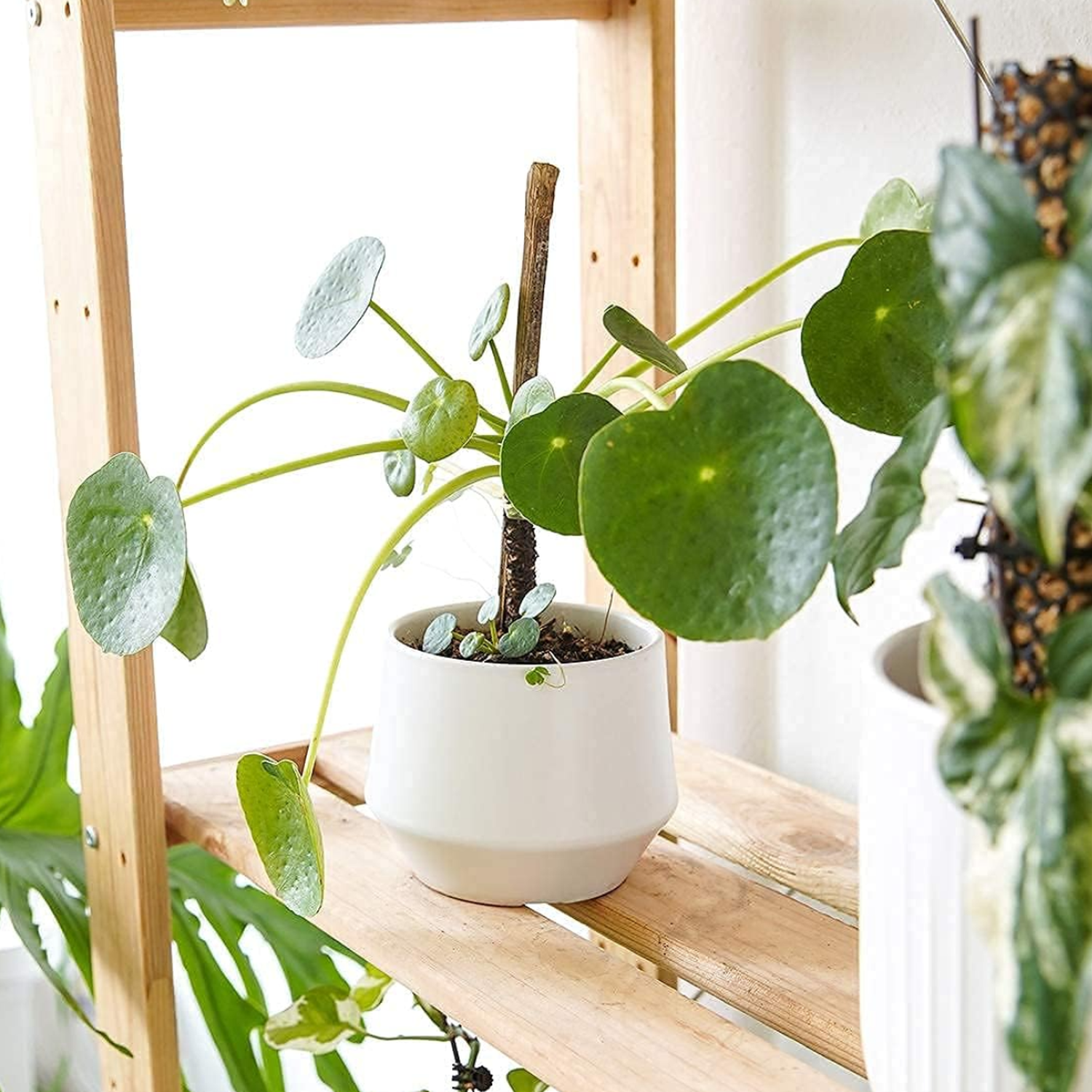 Macetero Maceta De Ceramica Elegante Blanco Liso Brillante L-4