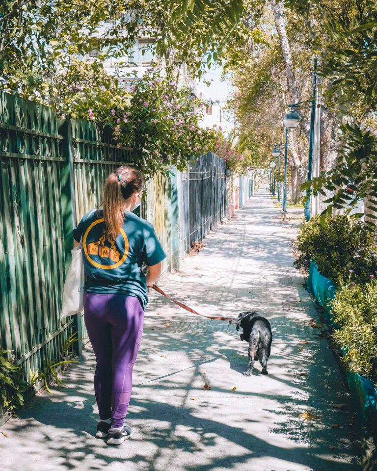 Plan Mensual 16 Paseos Para Mascota Adulto-0