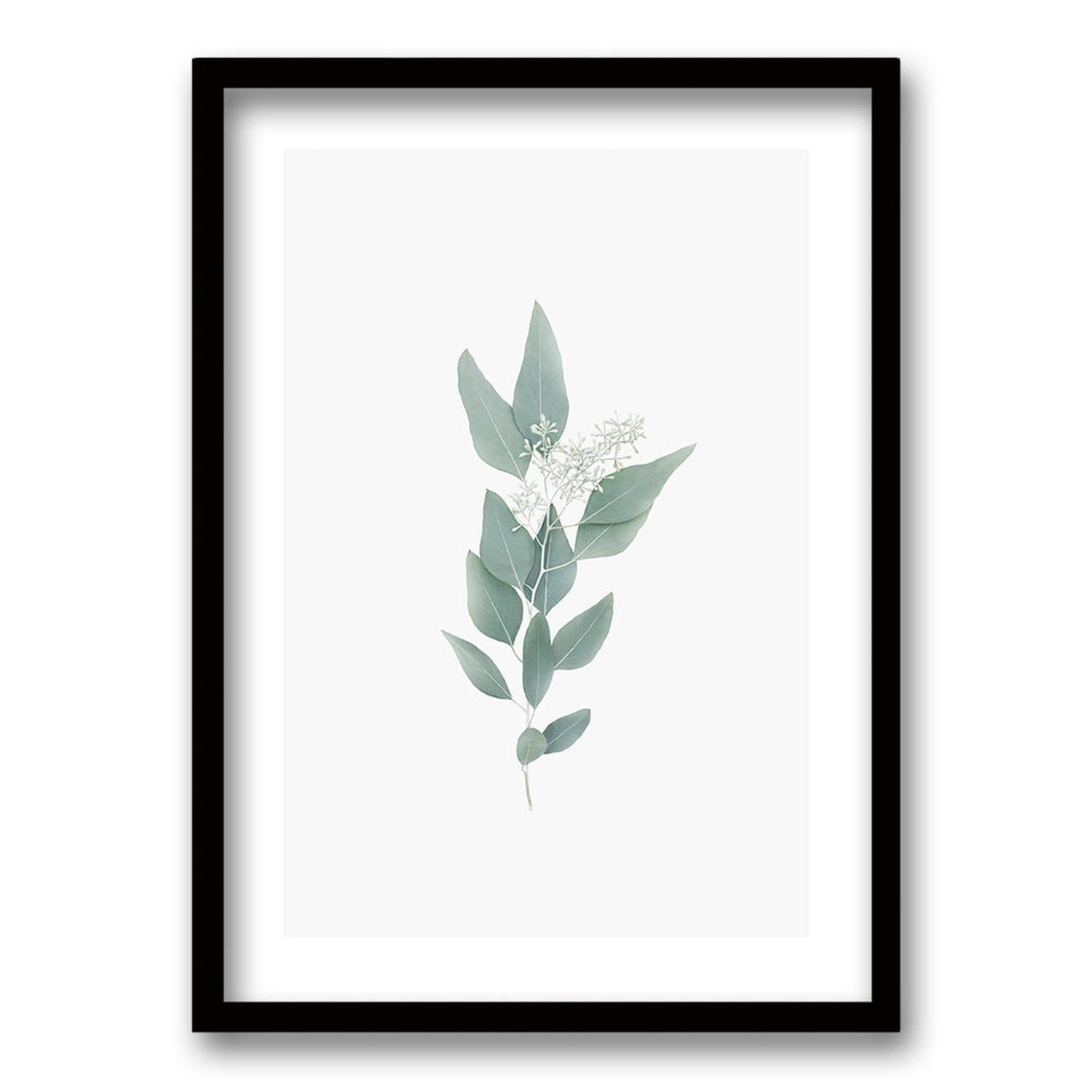 Cuadro Casquito de Eucalipto-0