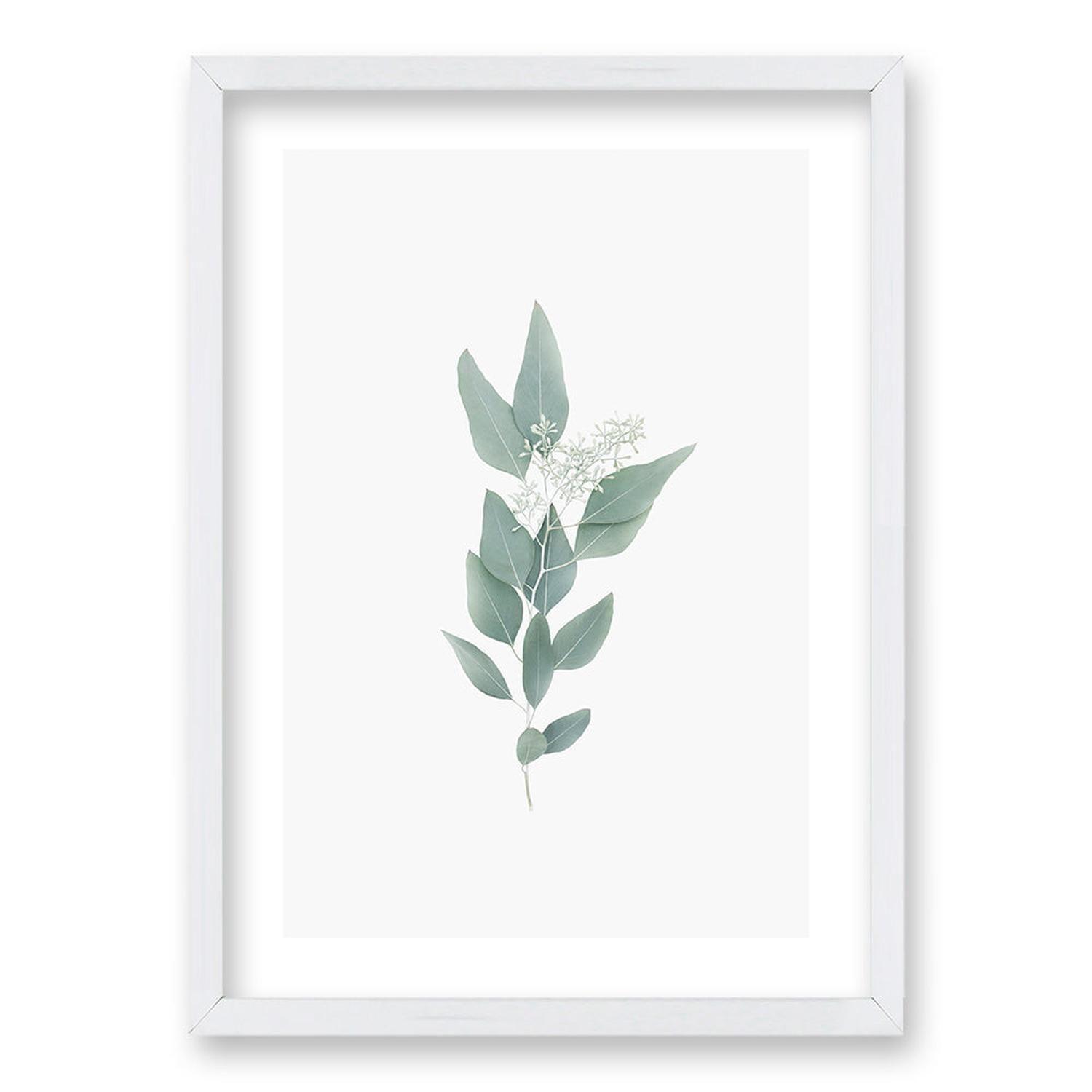 Cuadro Casquito de Eucalipto-1