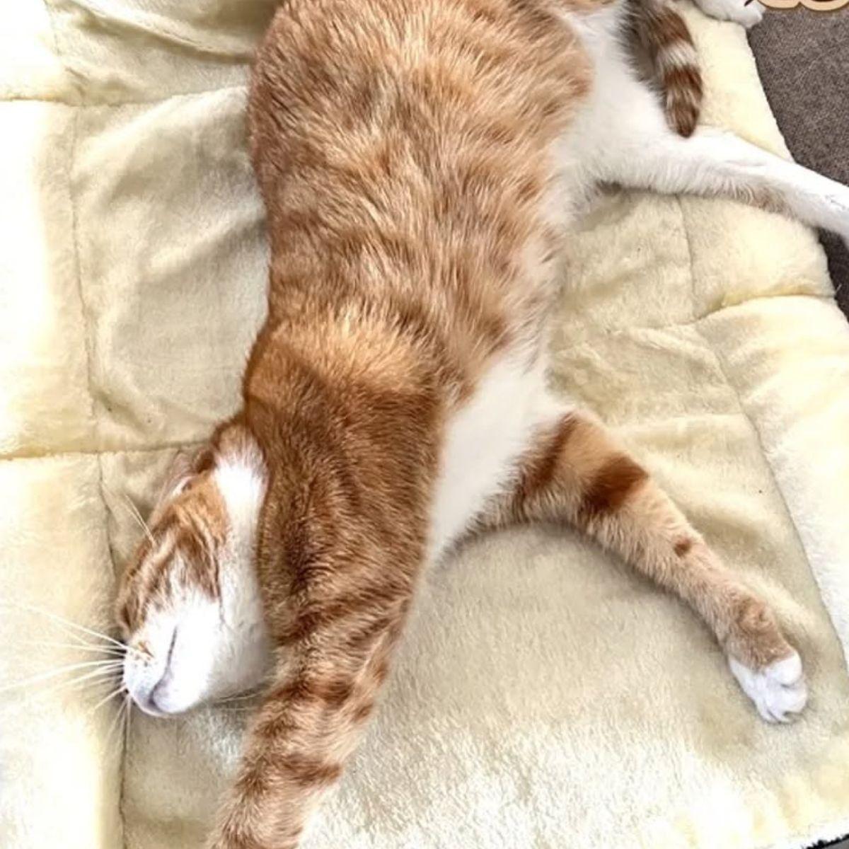 CAMA TAPETE COMODO PARA MASCOTAS 2EN1 HOGAR LAU-1