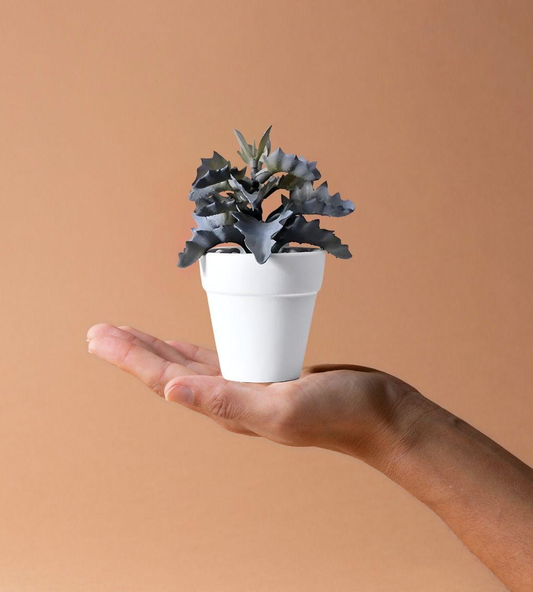 Set 6 Macetero Mini Suculentas Jardinería Cultivo Jhn-9