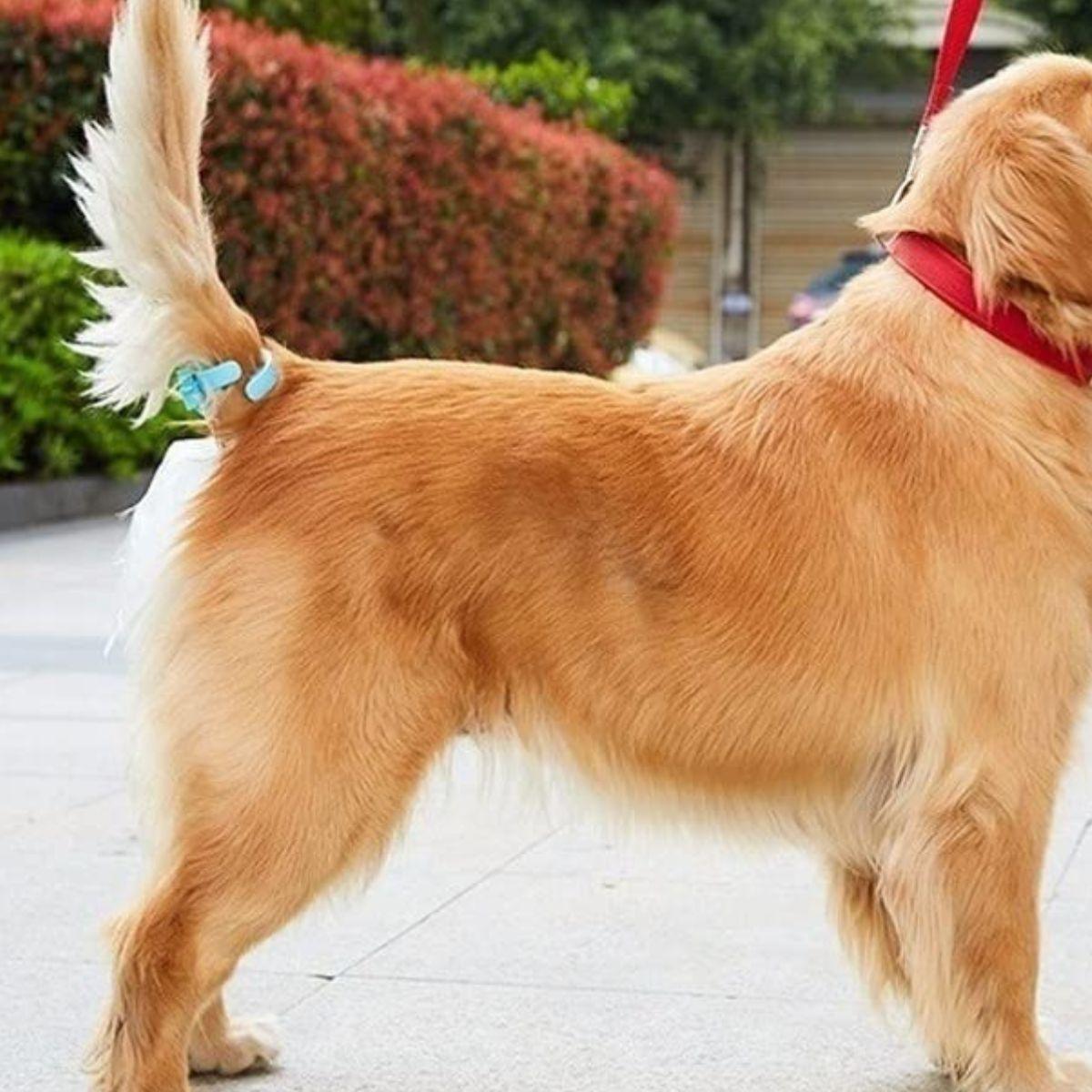 KIT PORTA BOLSAS PARA ASEO DE MASCOTAS PERROS PASEO LAU-4