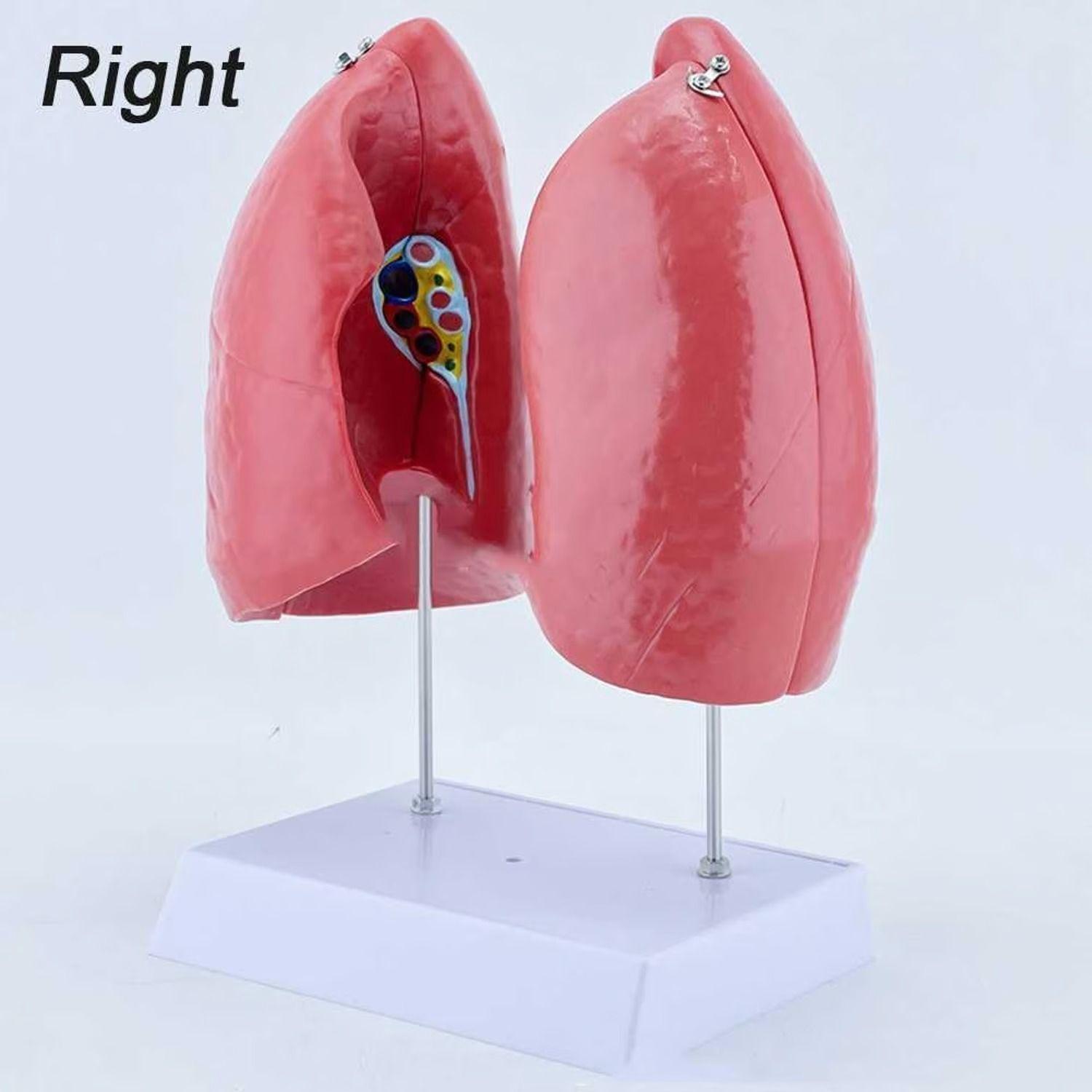 Pulmones Sistema Respiratorio Modelo Anatómico-2
