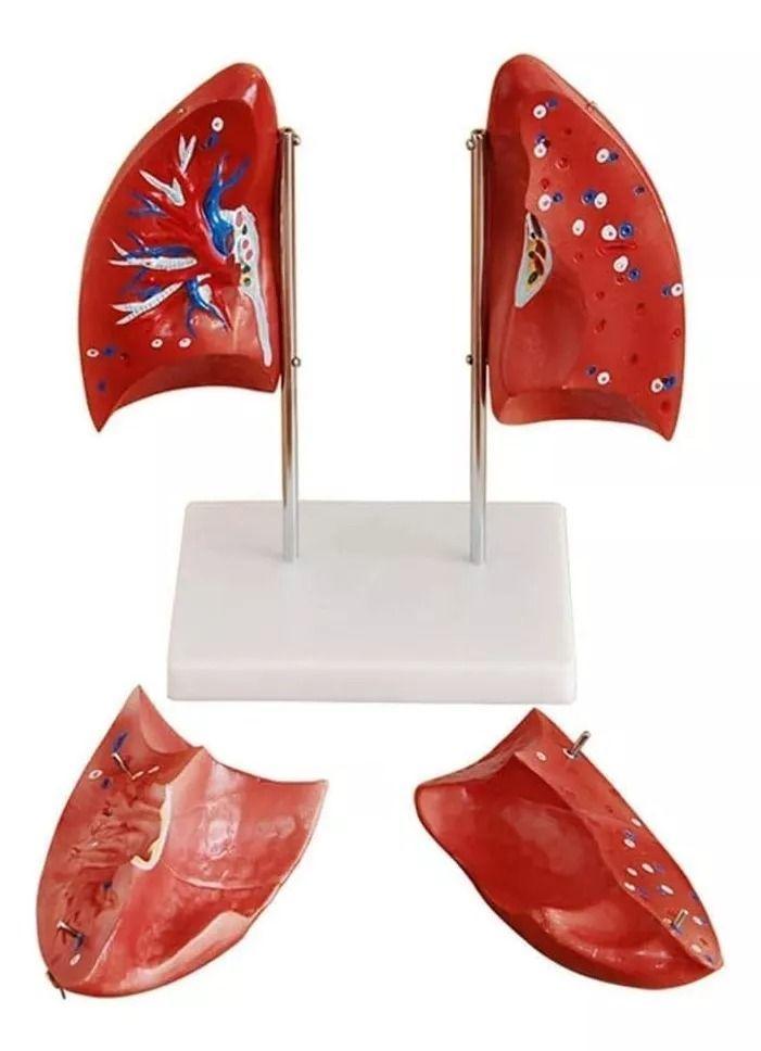 Pulmones Sistema Respiratorio Modelo Anatómico-3