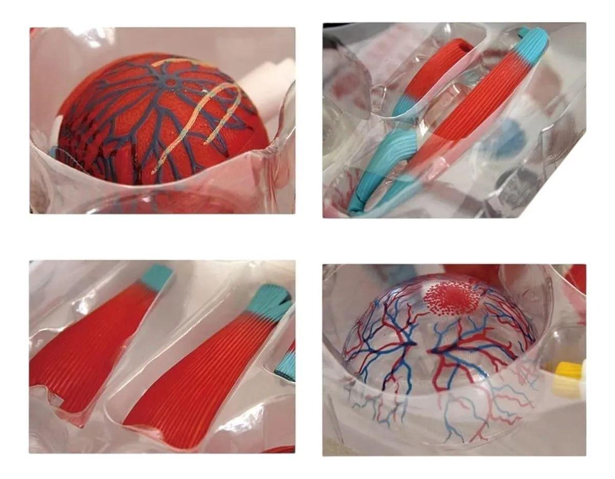 Ojo 4d Did ctico Globo Ocular Rompecabezas Puzzle 32 Piezas-4