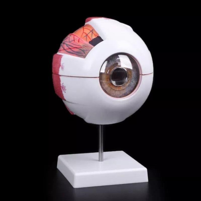Ojo Humano - Modelo Anatómico Desarmable-3