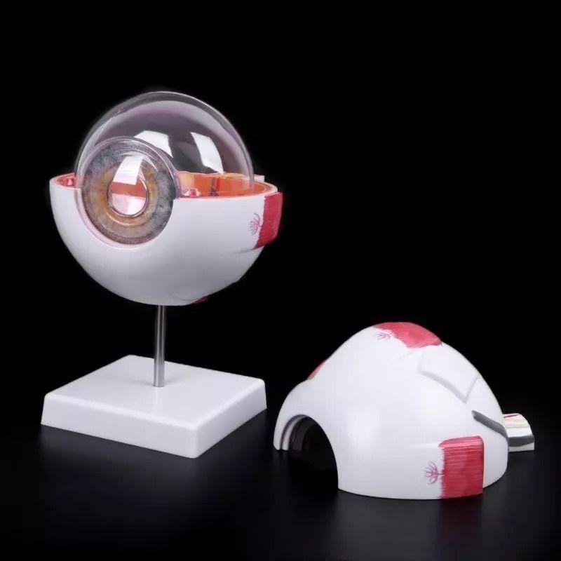 Ojo Humano - Modelo Anatómico Desarmable-4