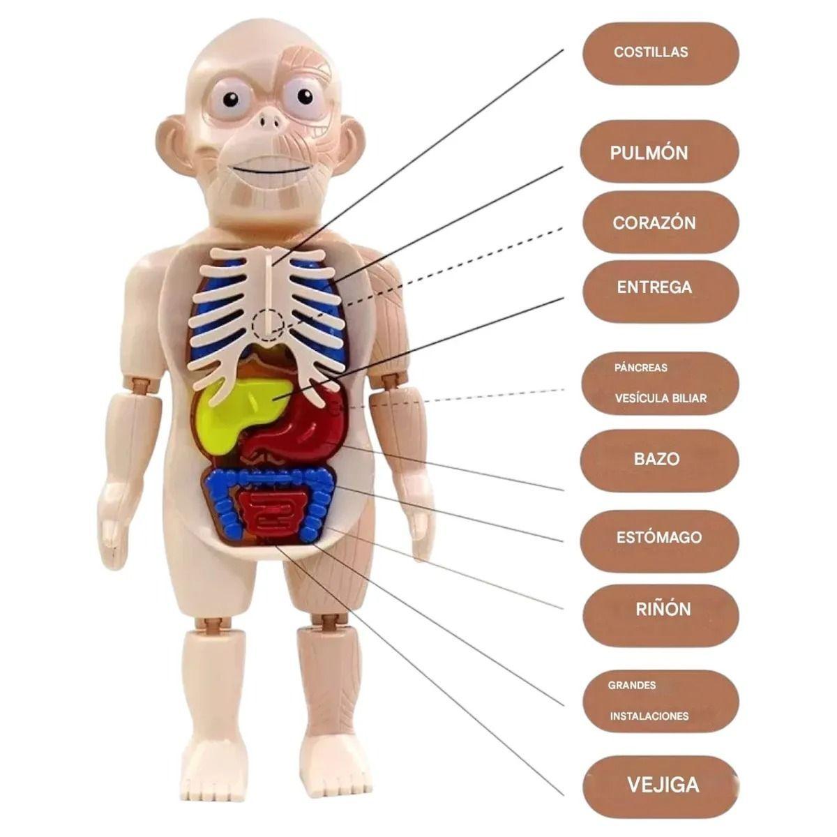 Puzzle 3d Anatomia Cuerpo Humano Juguete De Aprendizaje-2