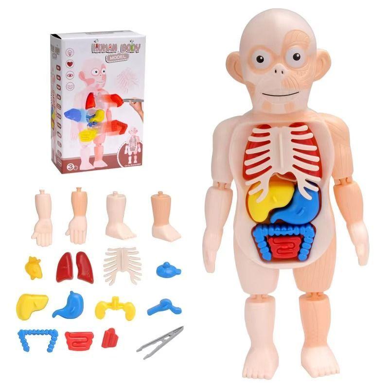 Puzzle 3d Anatomia Cuerpo Humano Juguete De Aprendizaje-3