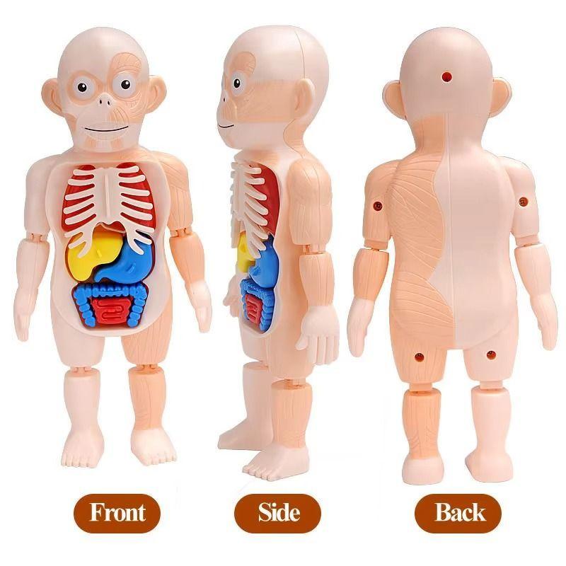 Puzzle 3d Anatomia Cuerpo Humano Juguete De Aprendizaje-4