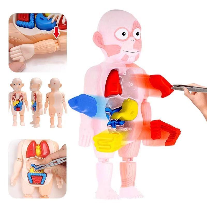 Puzzle 3d Anatomia Cuerpo Humano Juguete De Aprendizaje-5
