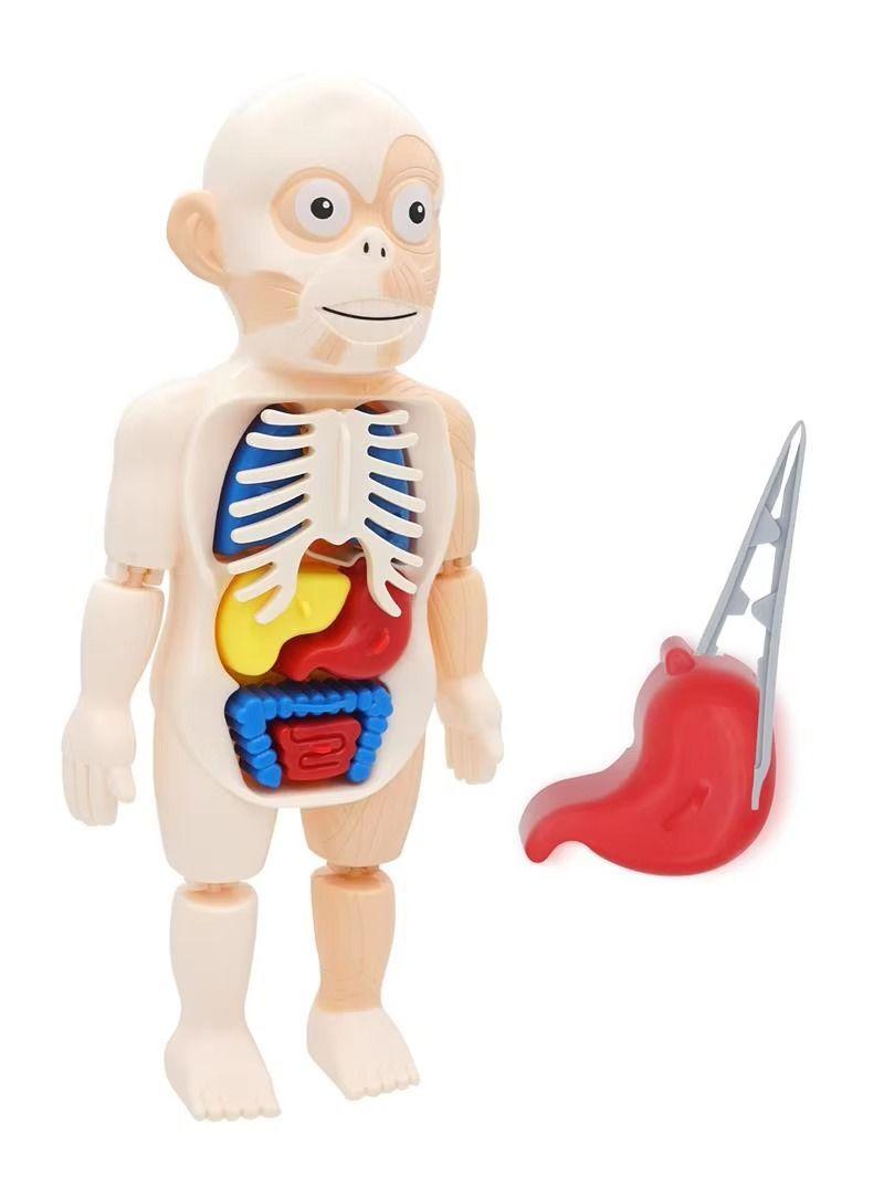 Puzzle 3d Anatomia Cuerpo Humano Juguete De Aprendizaje-6