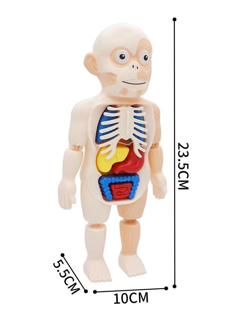 Puzzle 3d Anatomia Cuerpo Humano Juguete De Aprendizaje-7