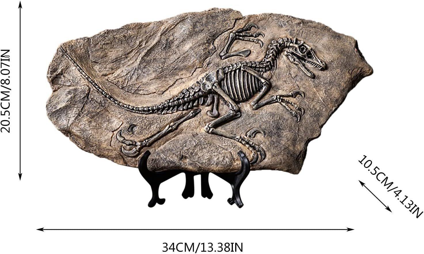 Fósil De Dinosaurio De Resina De Esqueleto-5