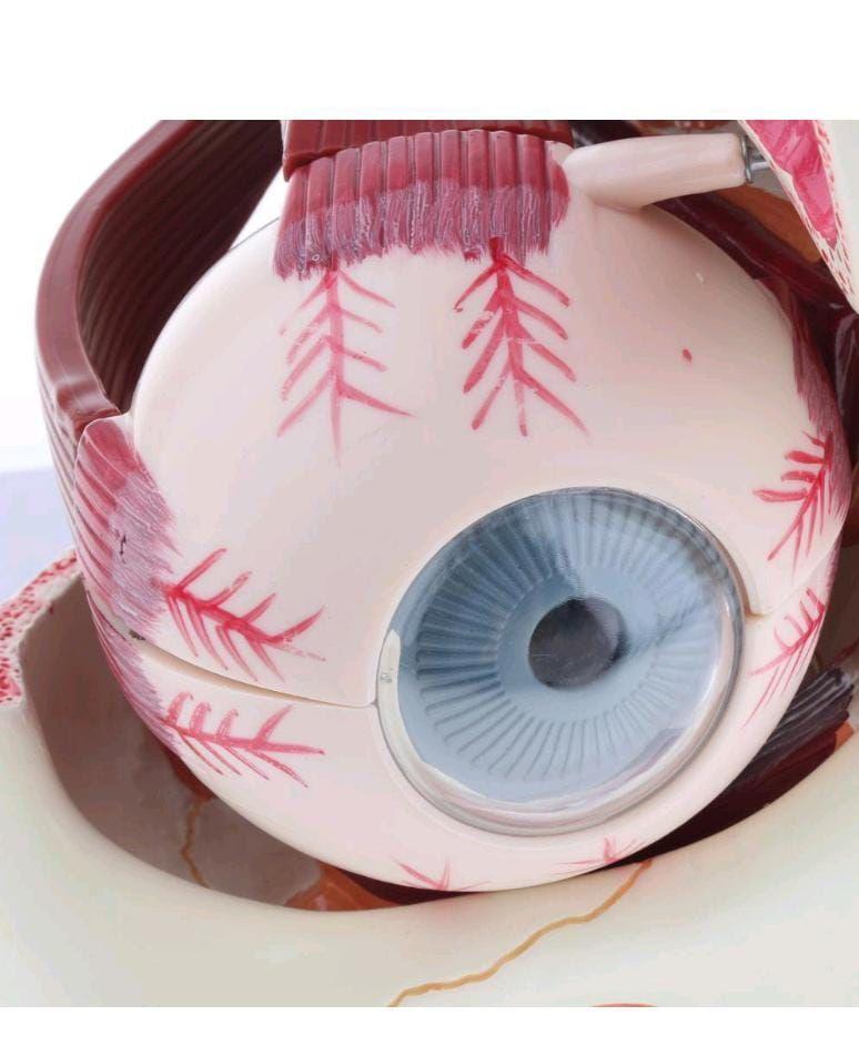 Ojo Humano - Modelo Anatmico Desarmable-4