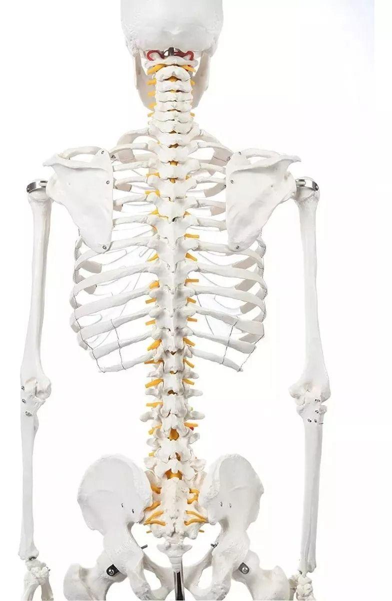 Esqueleto De Columna Vertebral Modelo Tamaño Real 1,70 Cm-3