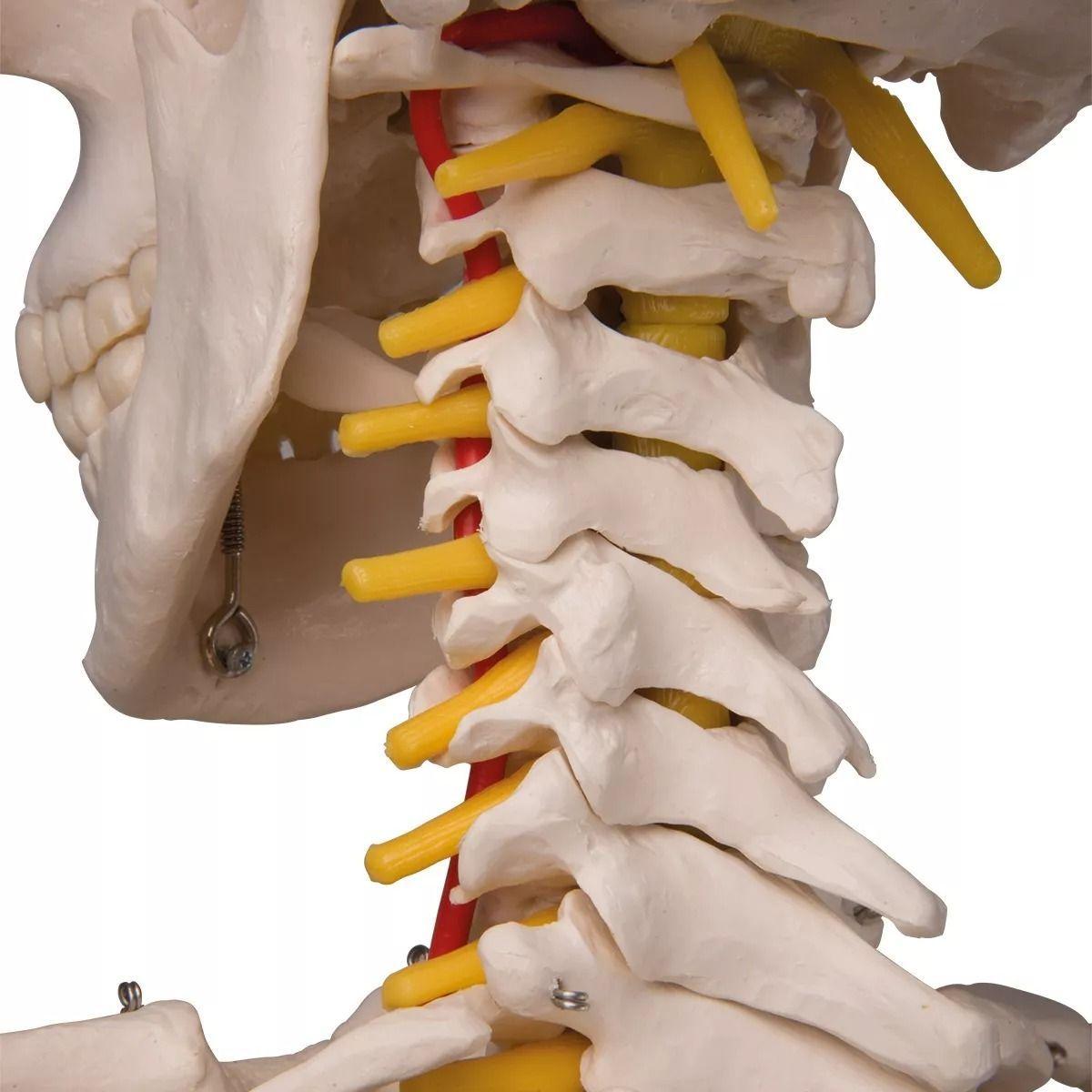 Esqueleto De Columna Vertebral Modelo Tamaño Real 1,70 Cm-4