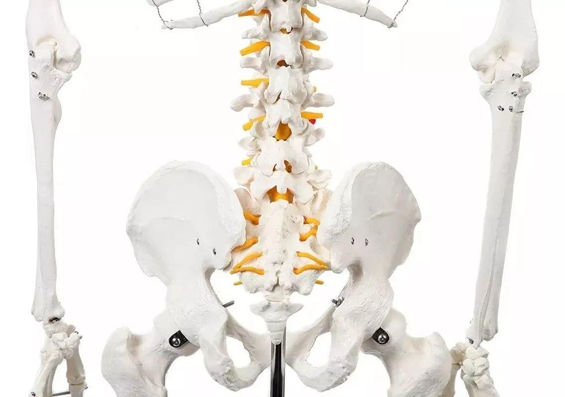 Esqueleto De Columna Vertebral Modelo Tamaño Real 1,70 Cm-5